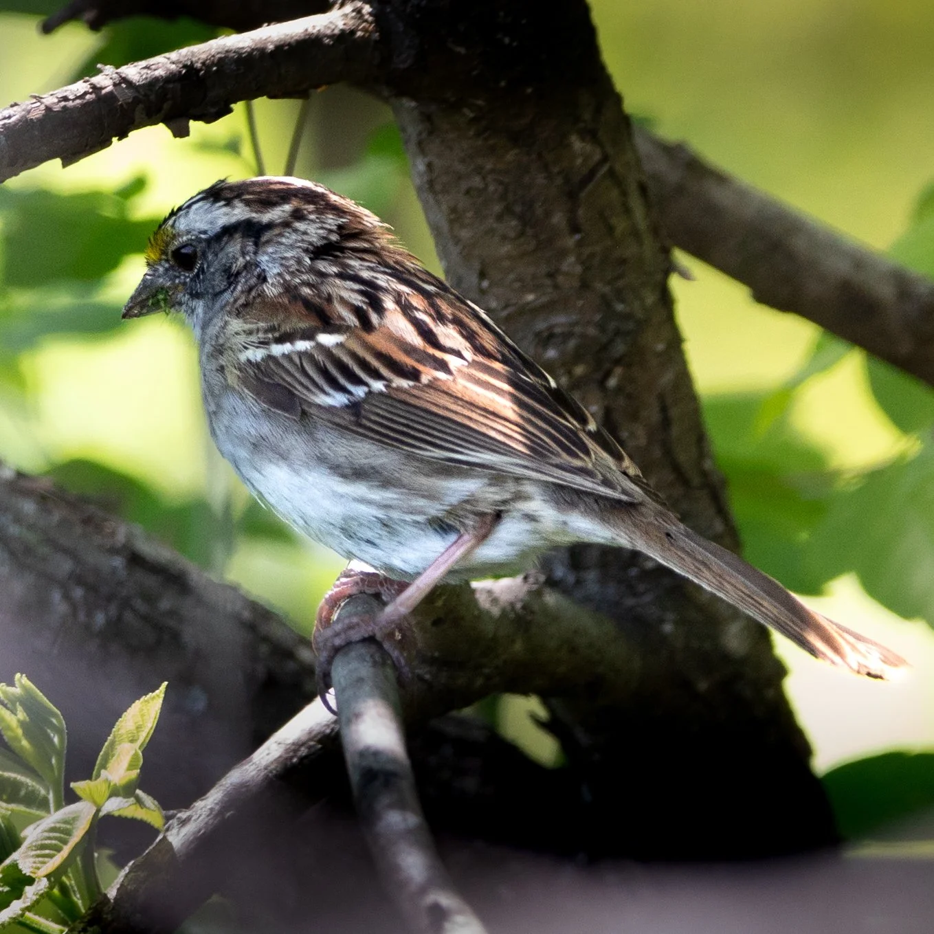 white throated sparrow.jpg