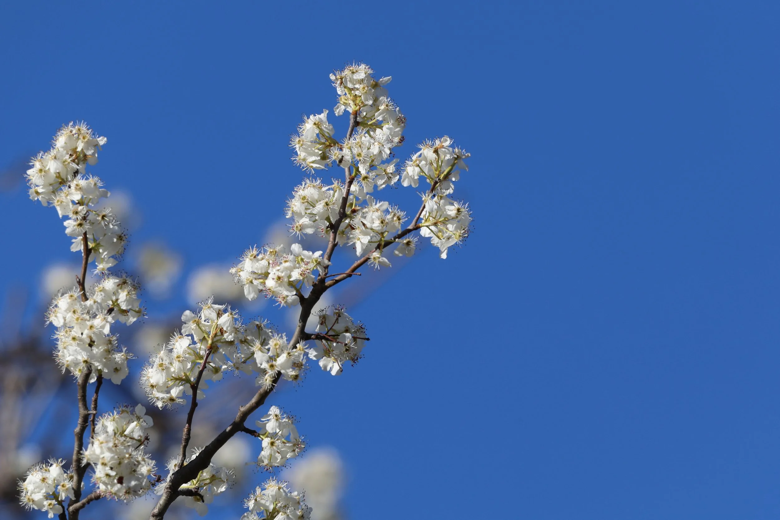 Close-up of white blossoms on a tree branch against a clear blue sky.