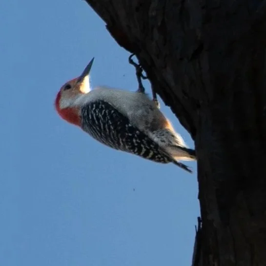 Red-Bellied Woodpecker