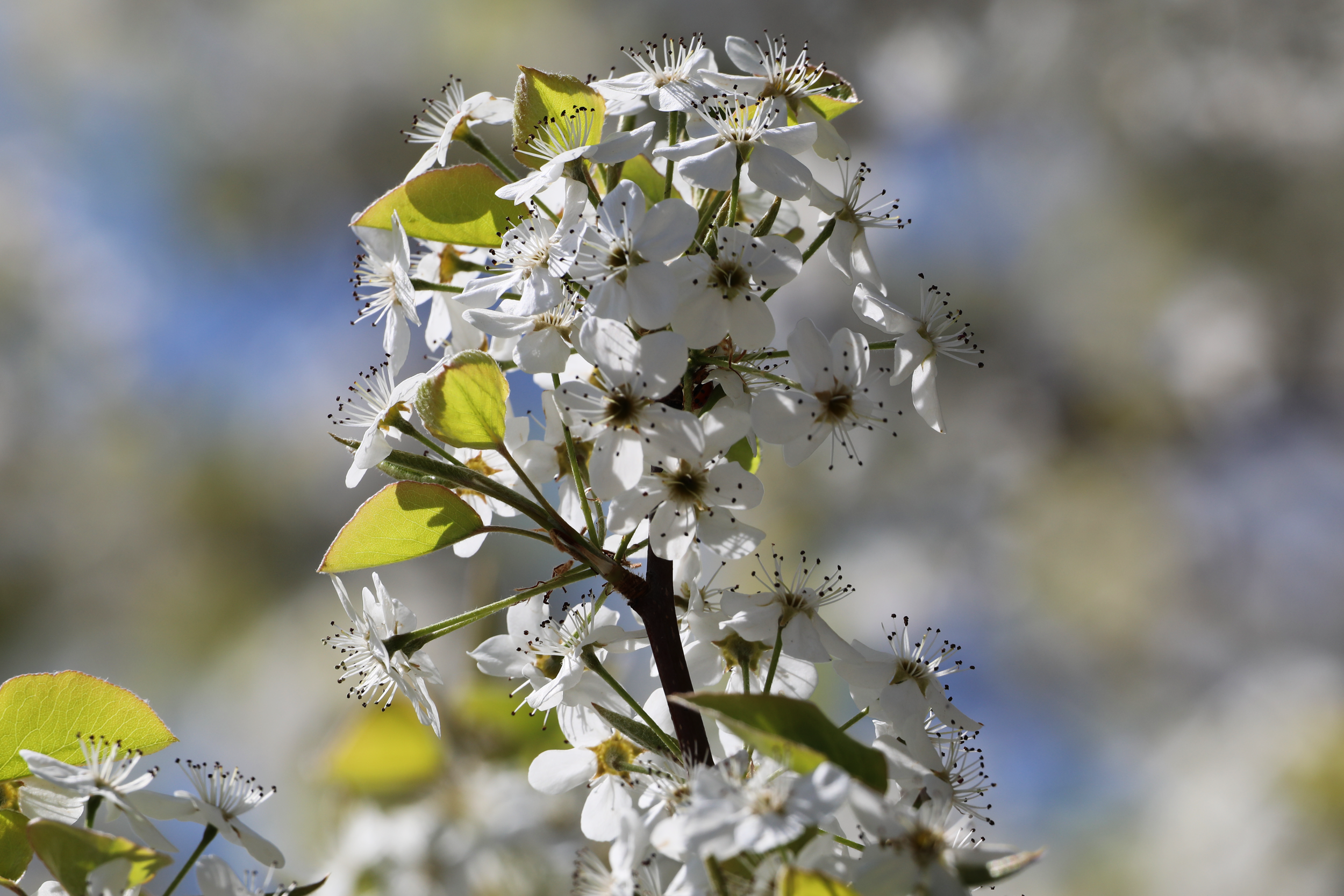 Close-up of a branch with white blossoms and green leaves, blurred background.