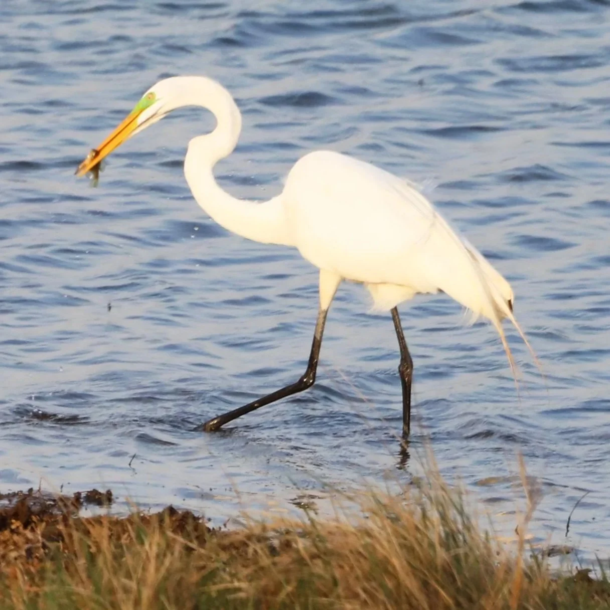A great egret wading in shallow water, holding a fish in its beak, near the shoreline with grass in the foreground.