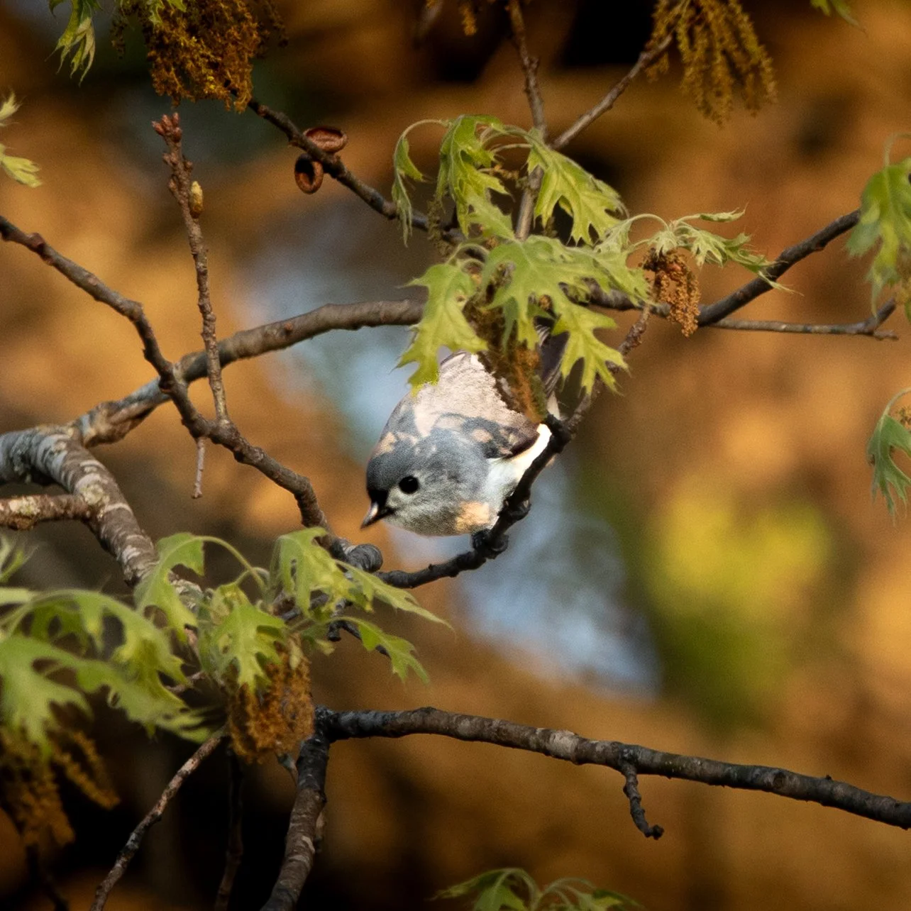 tuffted titmouse hiding.jpg