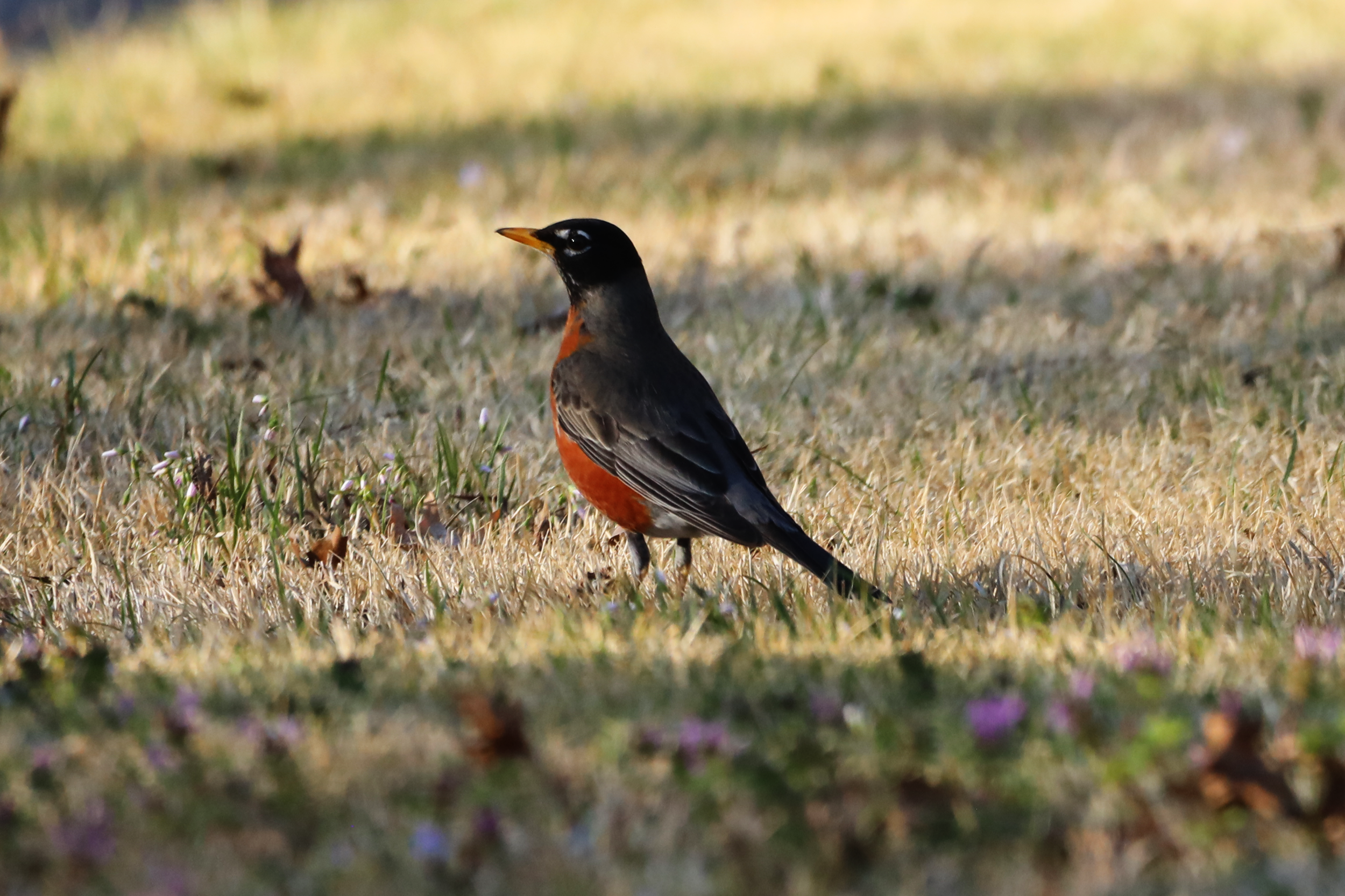 American Robin
