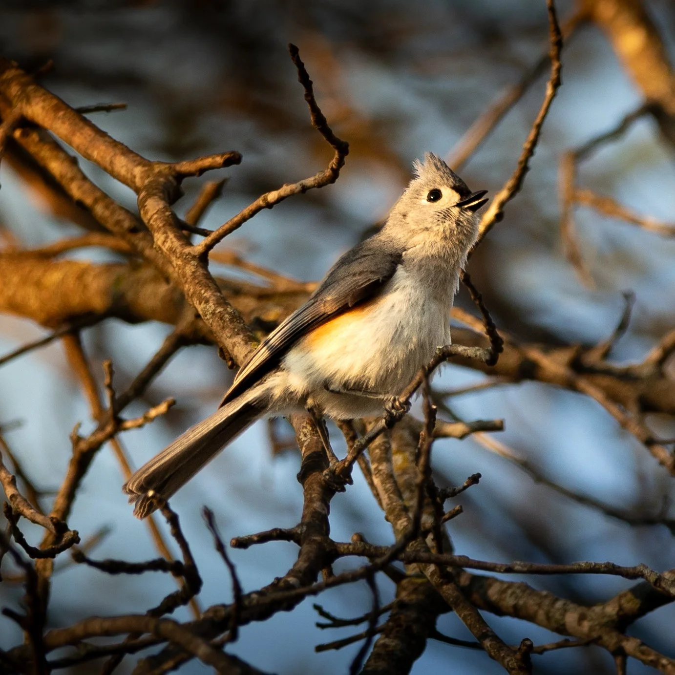 Tufted Titmouse
