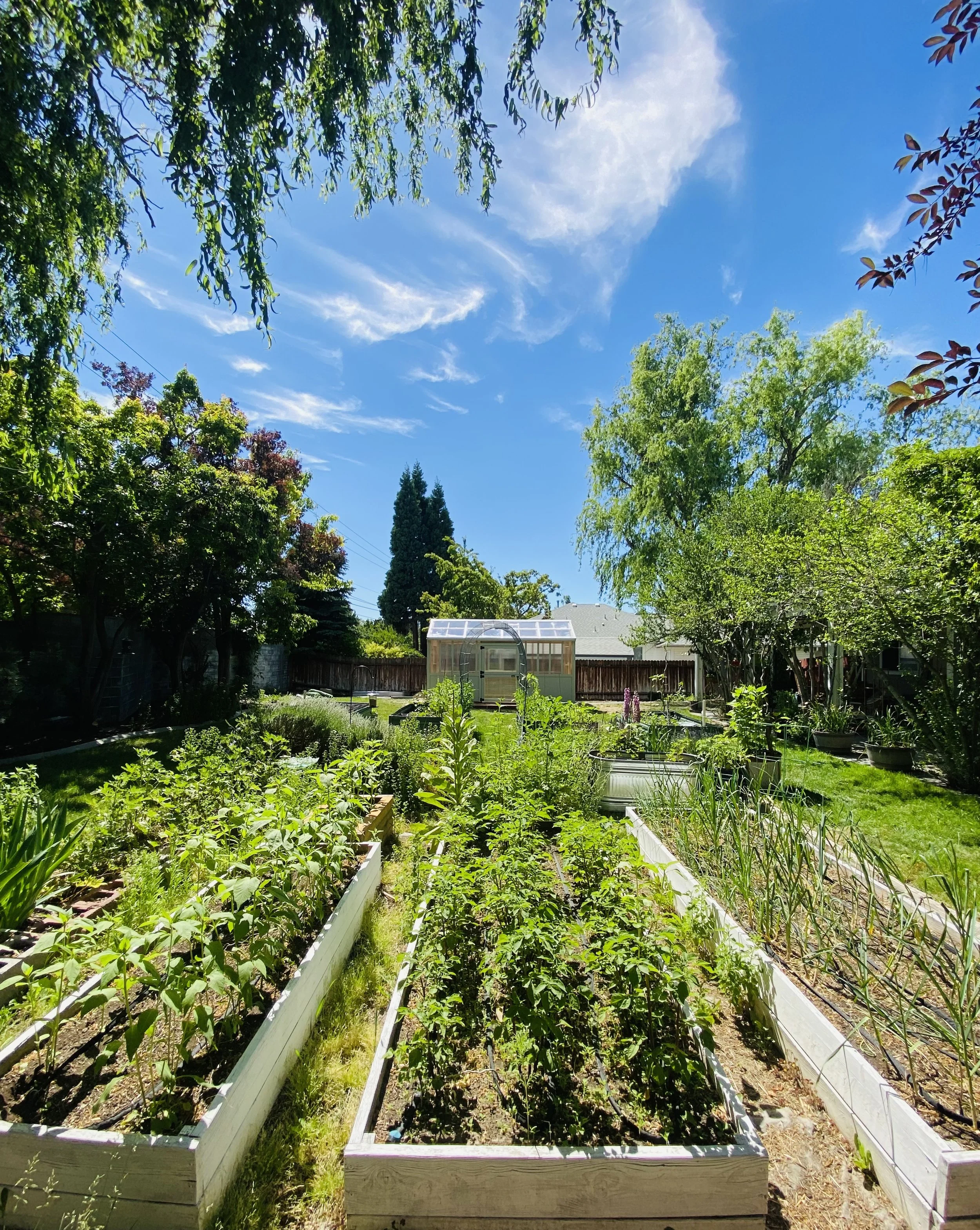 A backyard garden with raised garden beds filled with soil, surrounded by green grass and tall trees under a clear blue sky.
