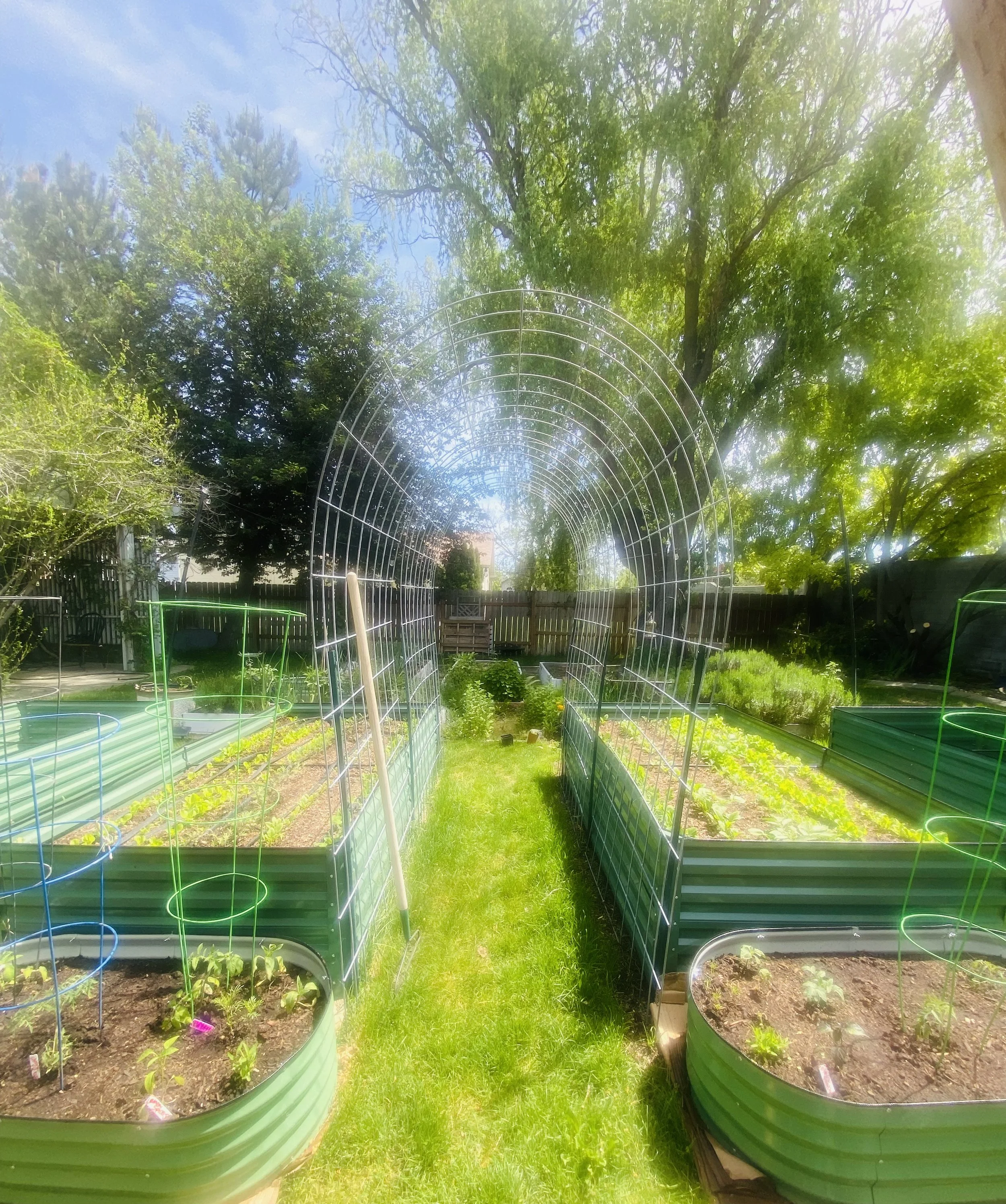 arched trellis awaiting peas to climb