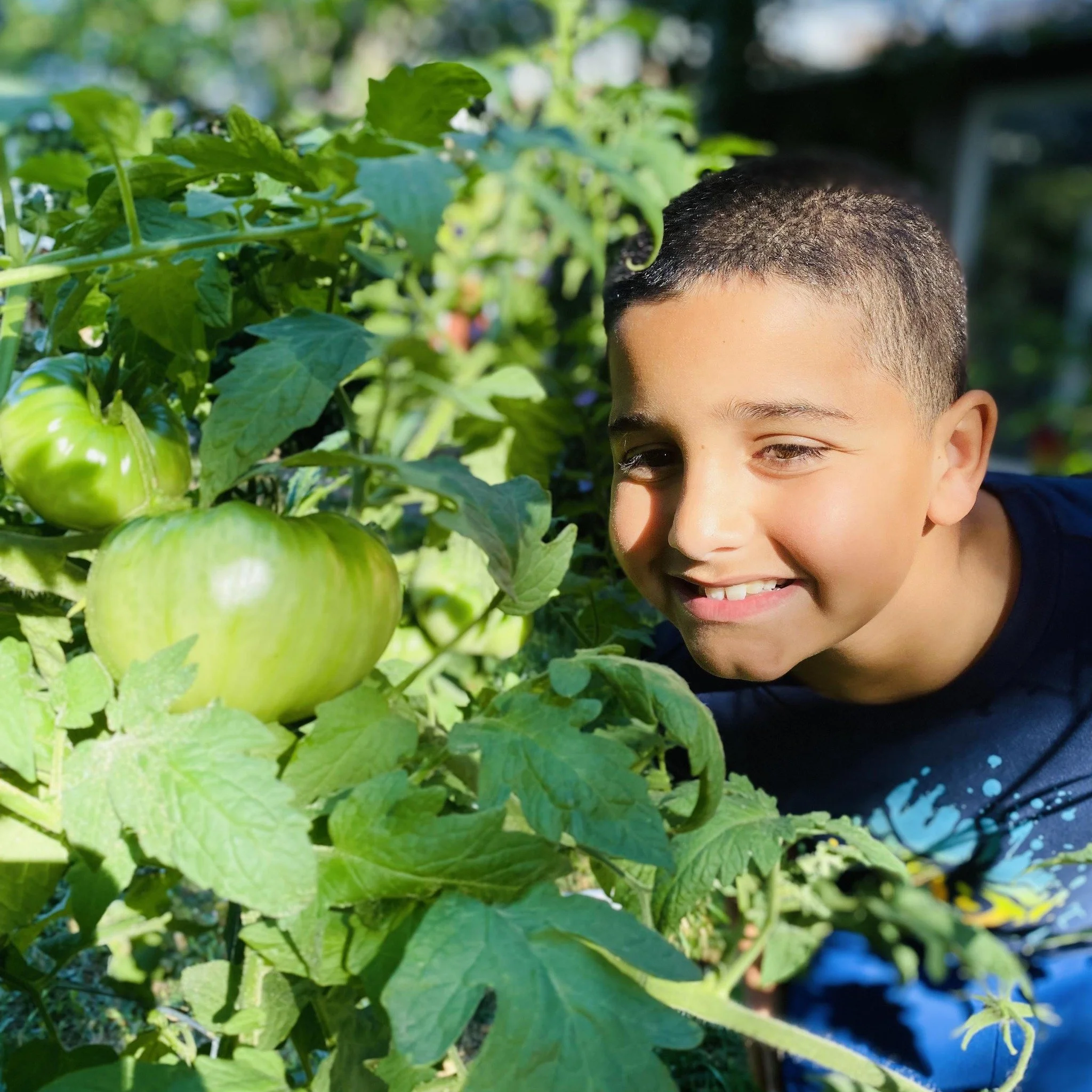 A young boy smiling as he leans close to green tomatoes growing on a vine in a garden.