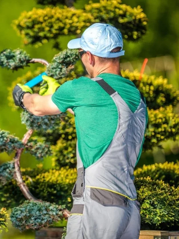 A man wearing a light blue cap, sunglasses, a green t-shirt, and gray gardening overalls trimming a bonsai tree with pruning shears in a garden with yellow-green foliage.