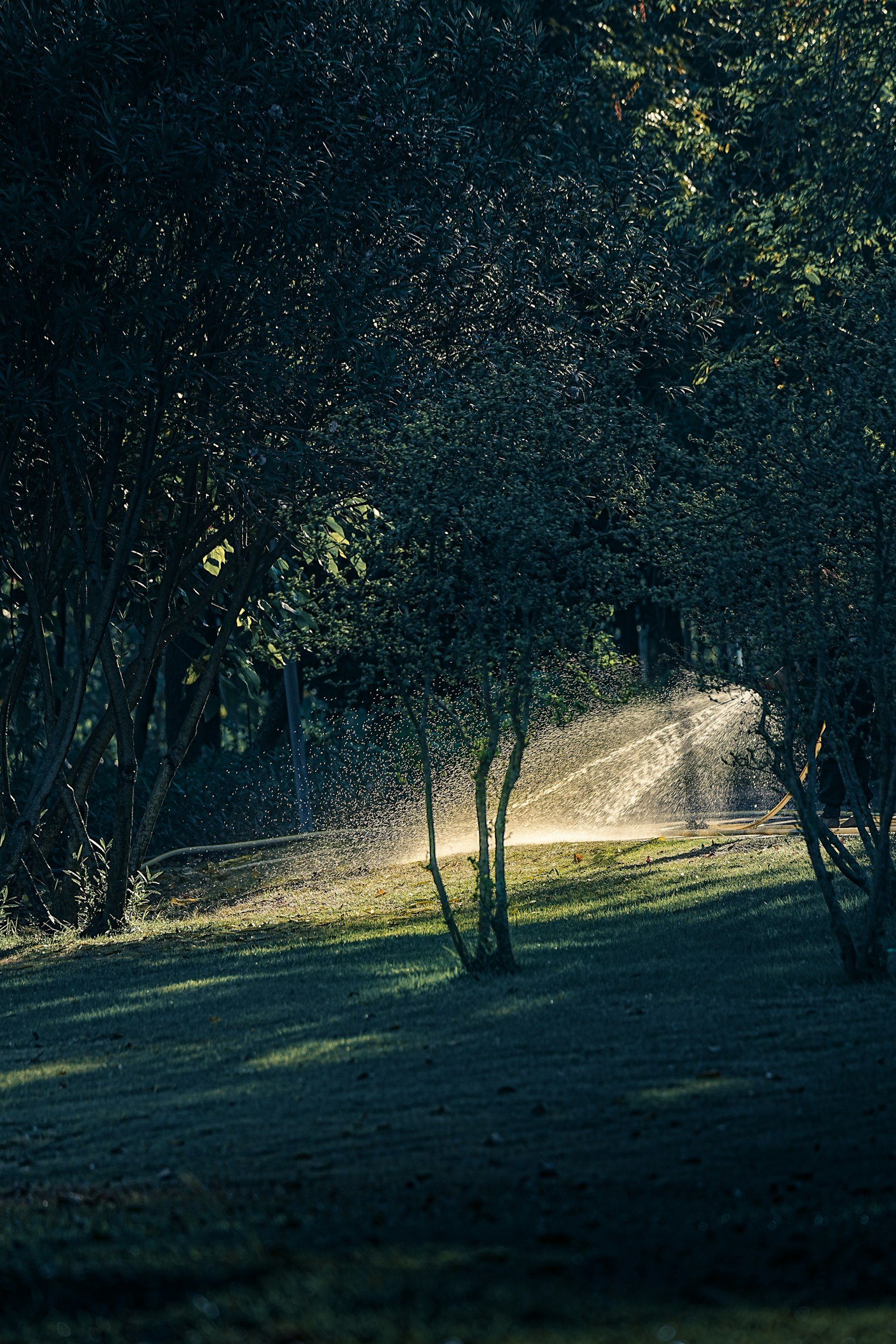 A row of trees being watered with a sprinkler on a grassy lawn during daytime
