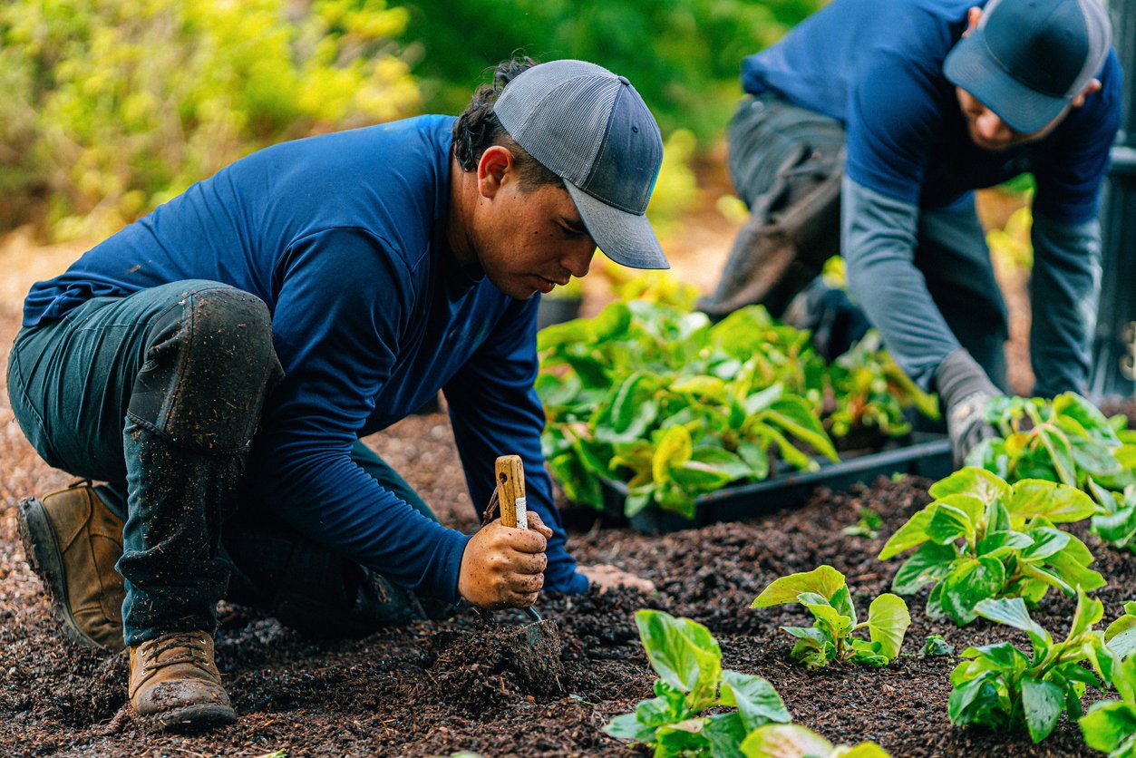 Two people planting young plants in a garden bed outdoors, with one person kneeling and digging with a hand tool, the other person also tending to the plants, greenery and trees in the background.