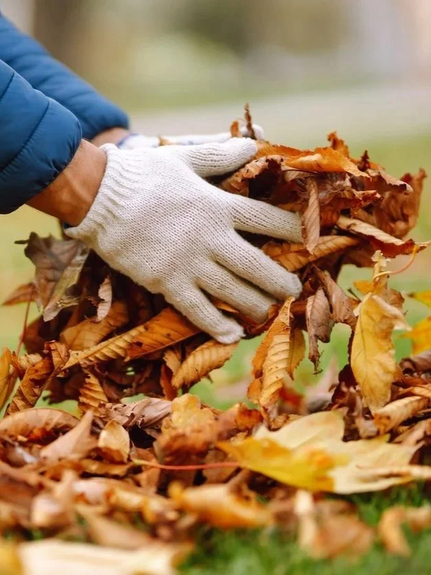 Person raking fallen autumn leaves wearing white gloves and a blue jacket outdoors.