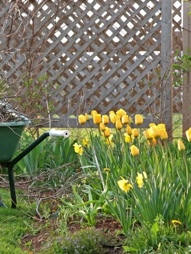 A garden with yellow tulips and daffodils, a green watering can, and a wooden fence in the background.