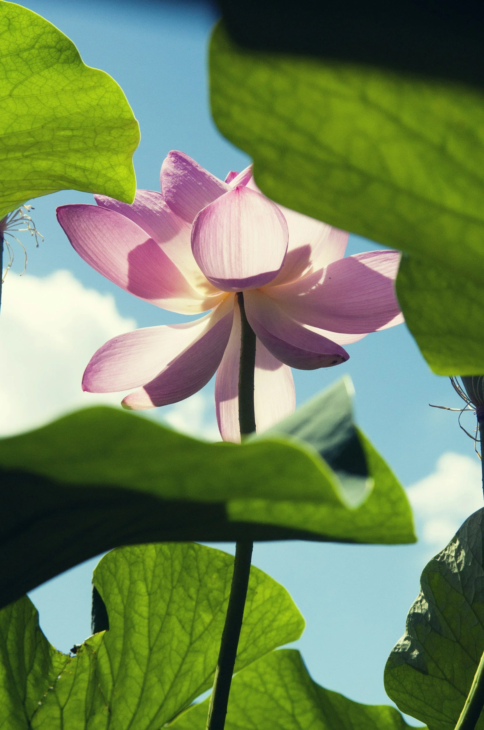 Close-up of a pink lotus flower blooming, surrounded by large green leaves, with a blue sky and some clouds in the background.