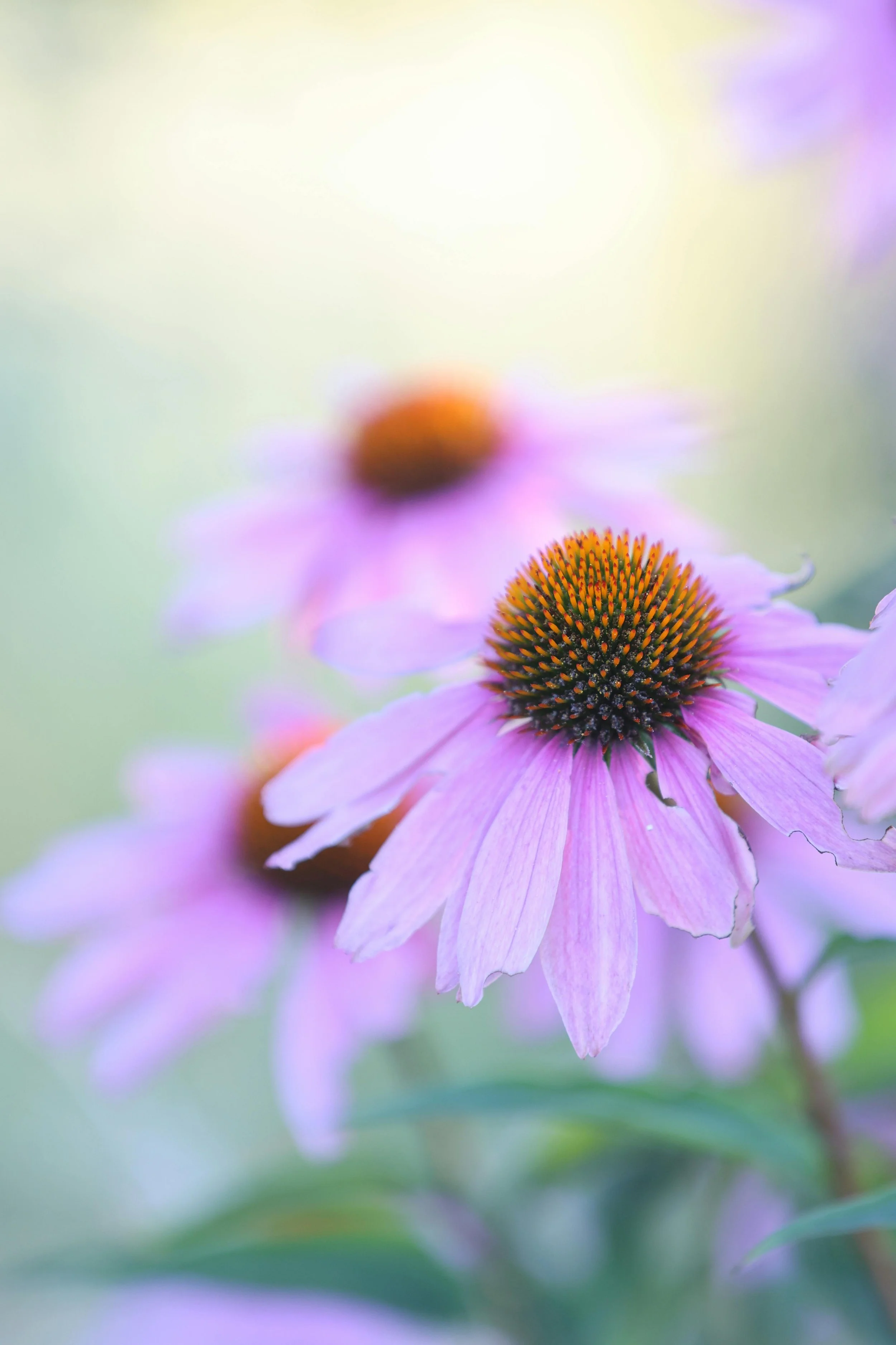 Starter Package (3 sessions)