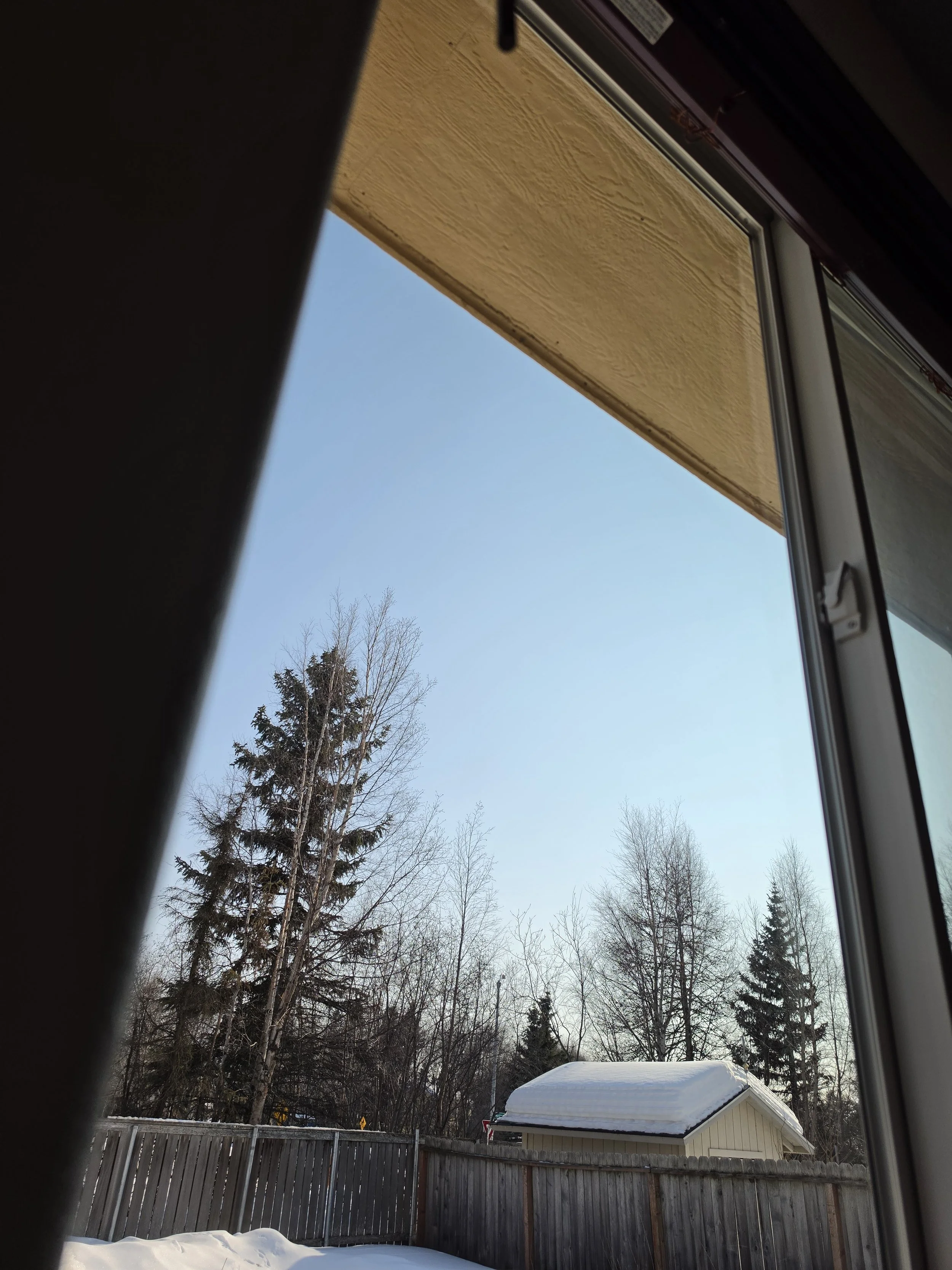 Looking out a window at a snowy backyard with a wooden fence, trees, and a small shed with a snow-covered roof.