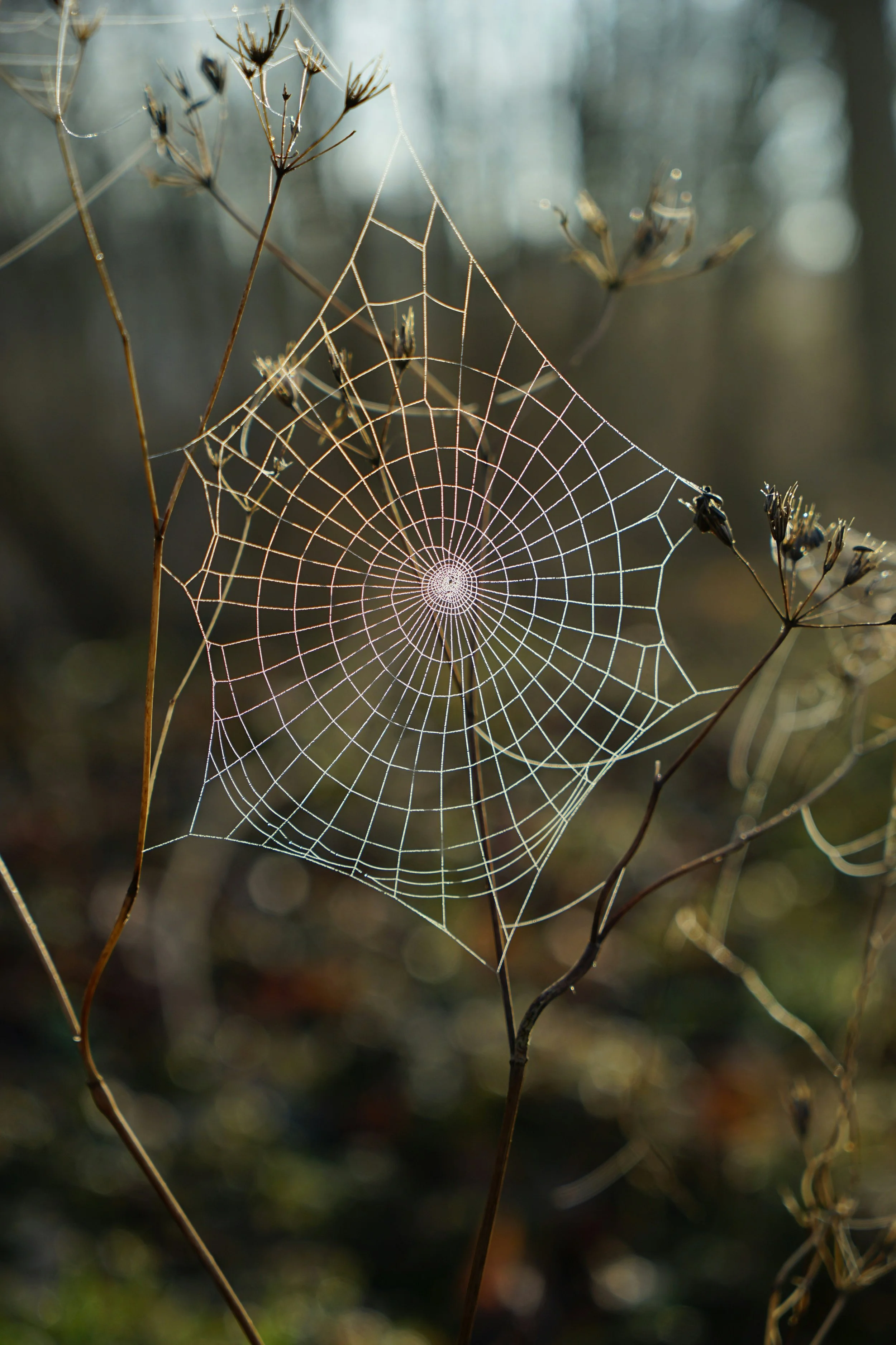 Web Based Offerings
