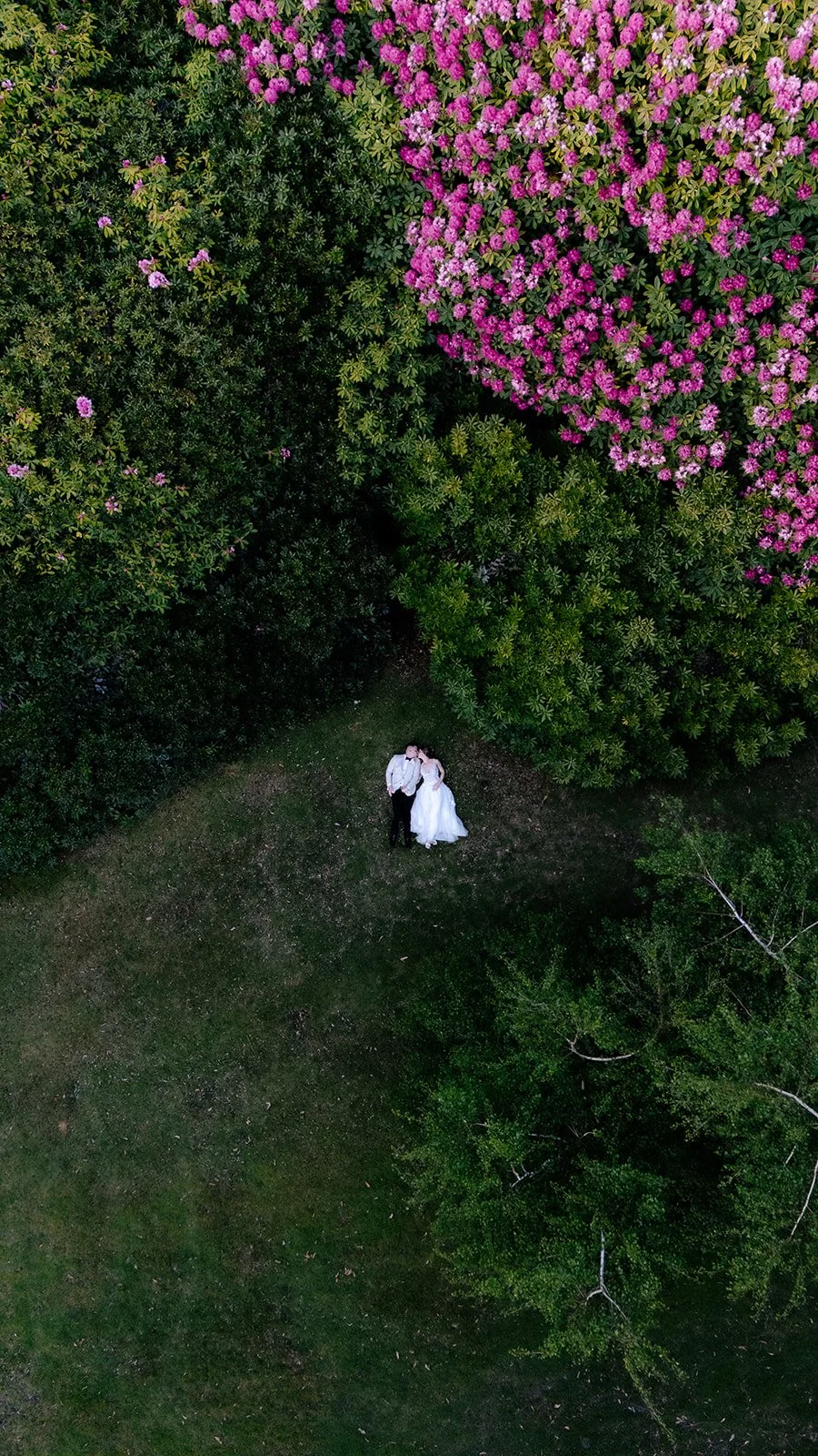 A bride and groom in wedding attire standing on grass beneath colorful pink and purple flowering shrubs.