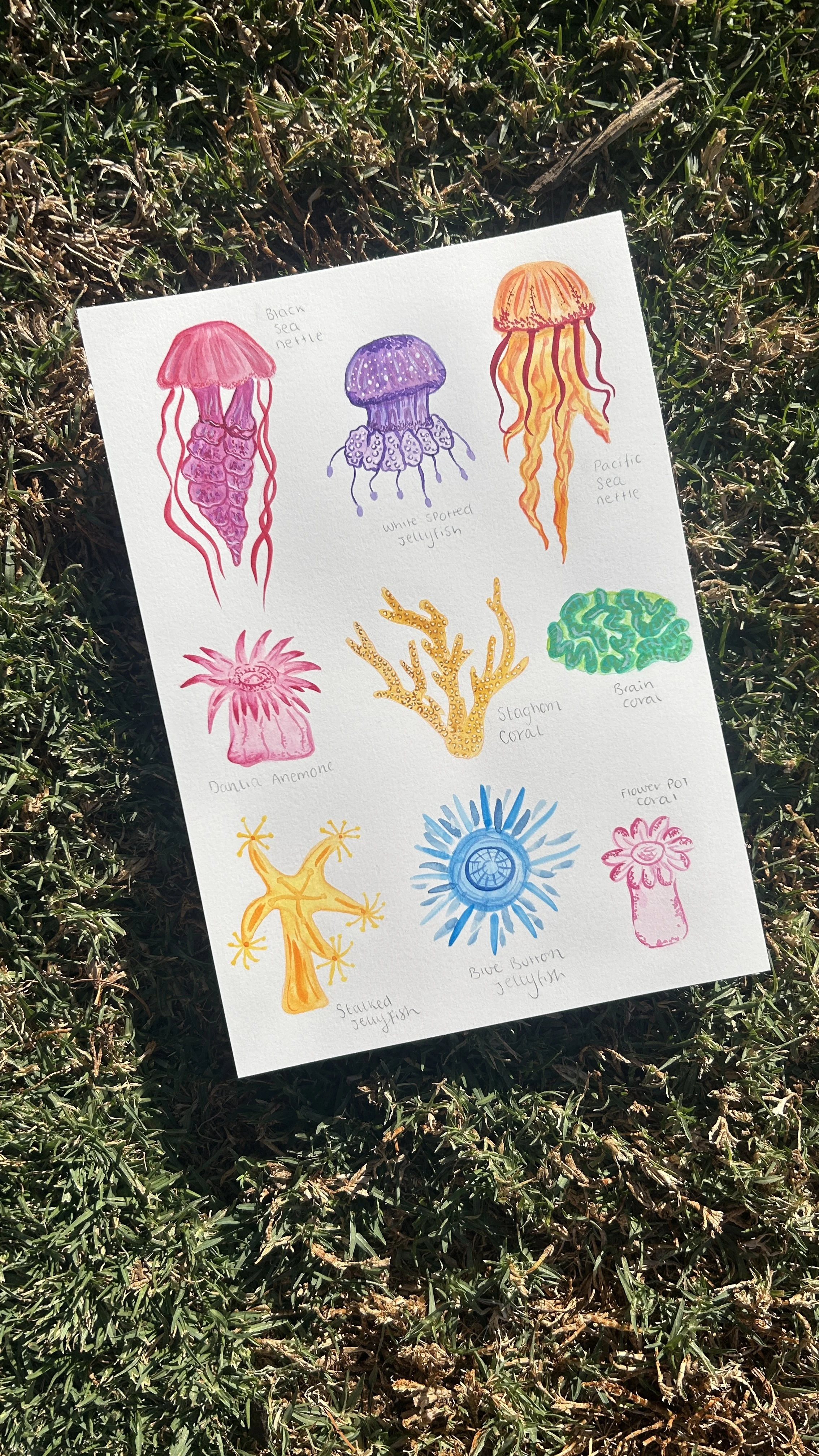 A sheet of colorful jellyfish illustrations with handwritten labels on a grassy surface.