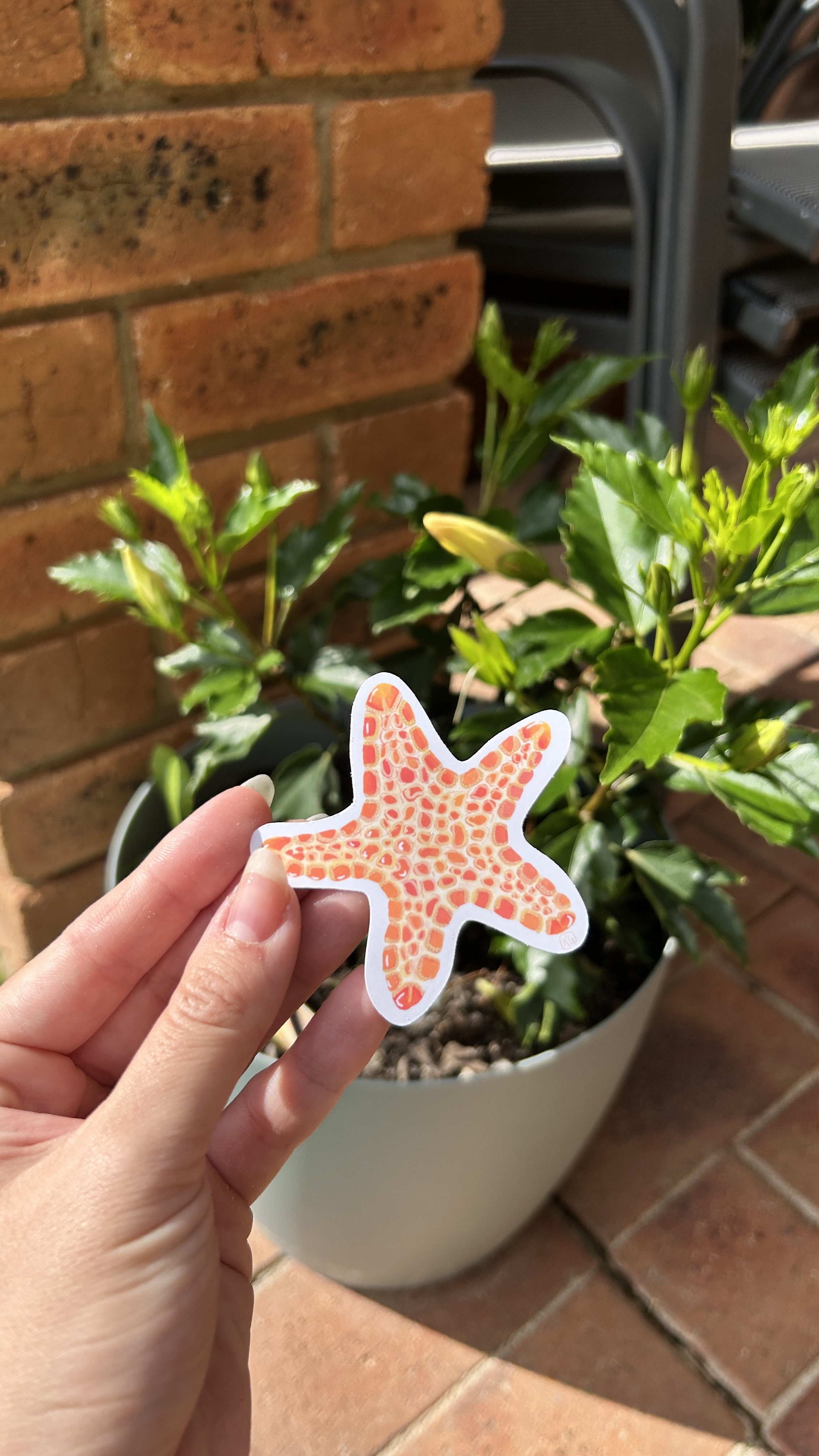 Biscuit Sea Star Vinyl Sticker