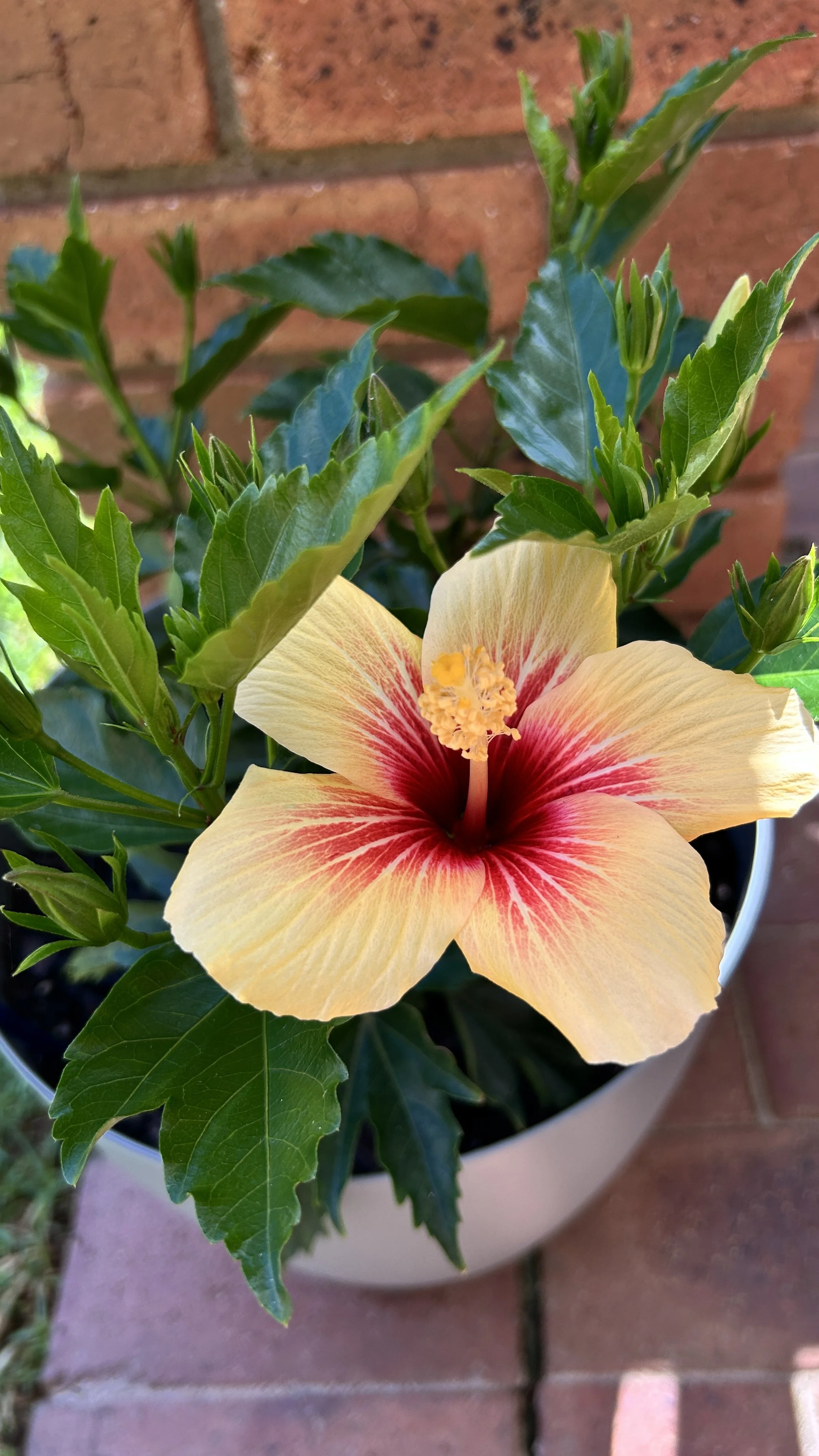 A pink and yellow hibiscus flower in a white pot, with green foliage, on a brick patio.