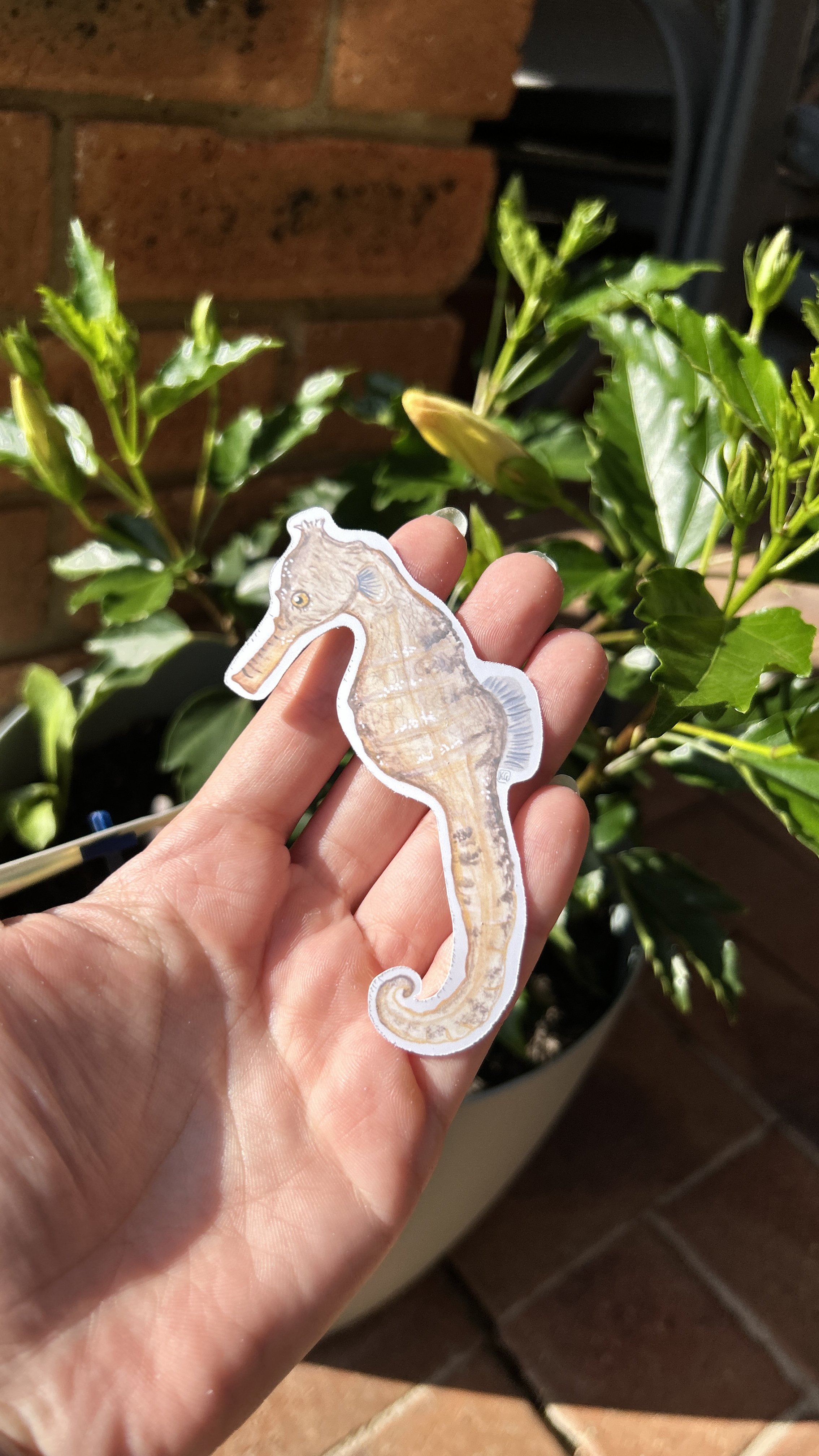 Western Spiny Seahorse vinyl sticker