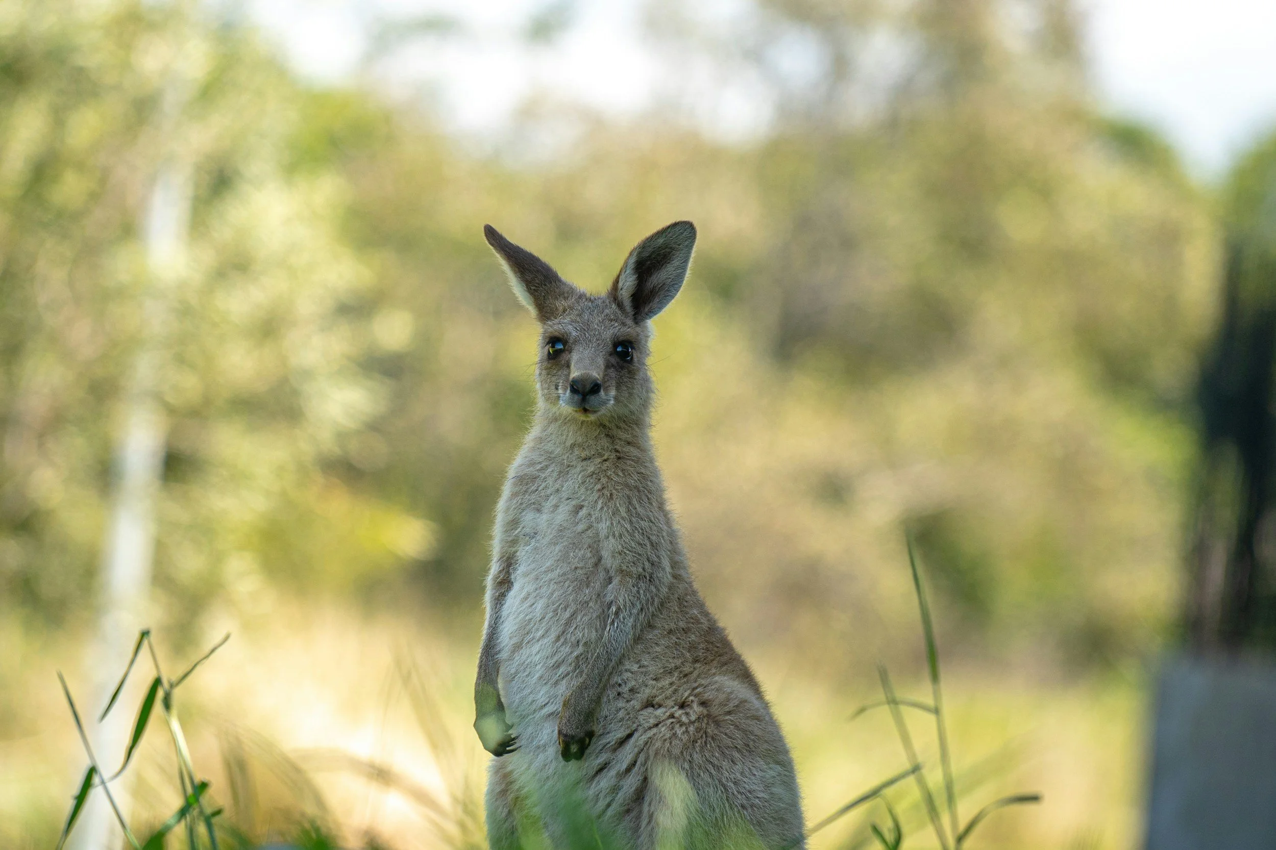 VIDEO: Surfer Heroically Rescues Kangaroo From Pounding Surf in Australia