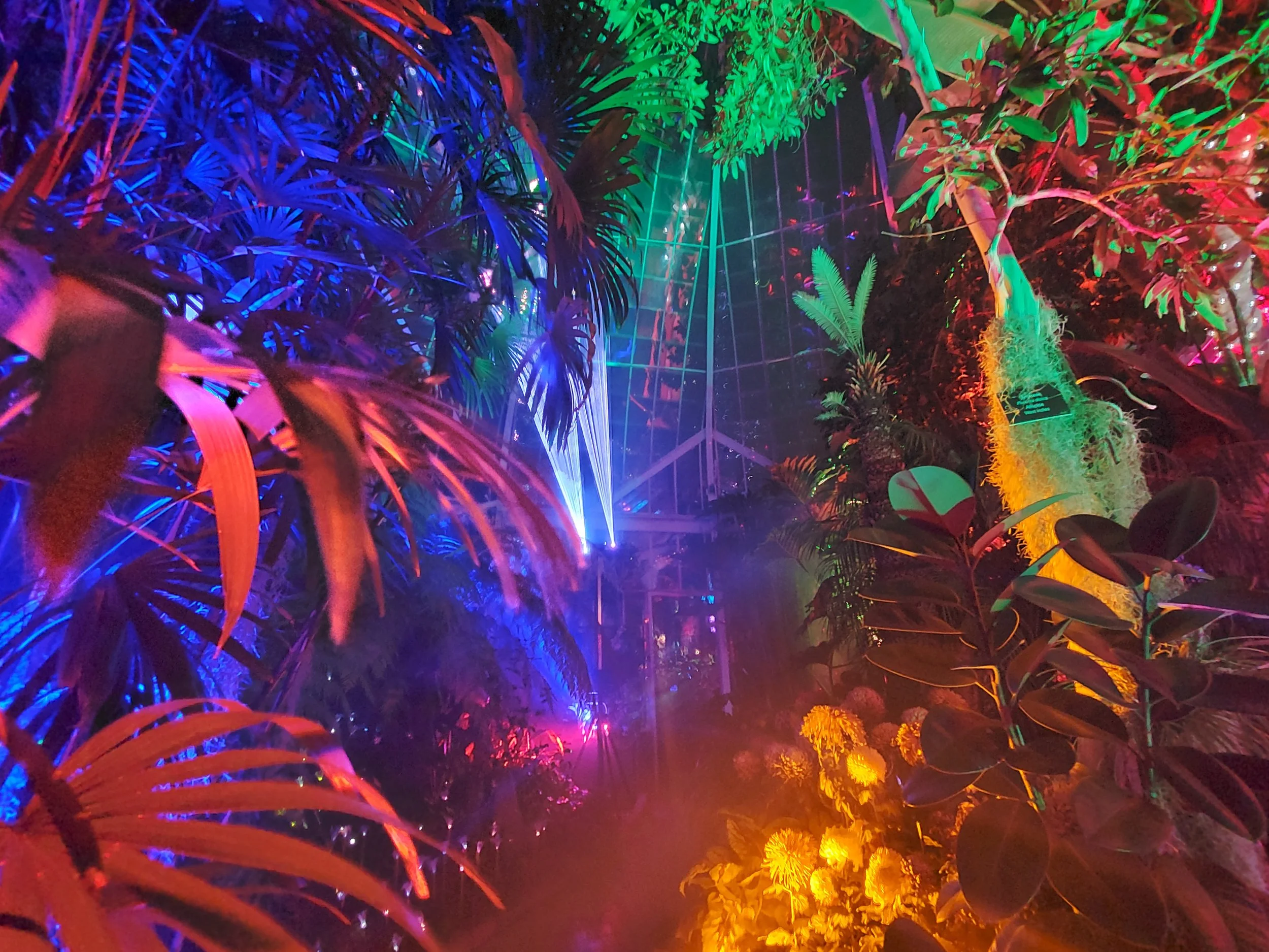 Laser Artist | Lusio Lights at Seattle Conservatory