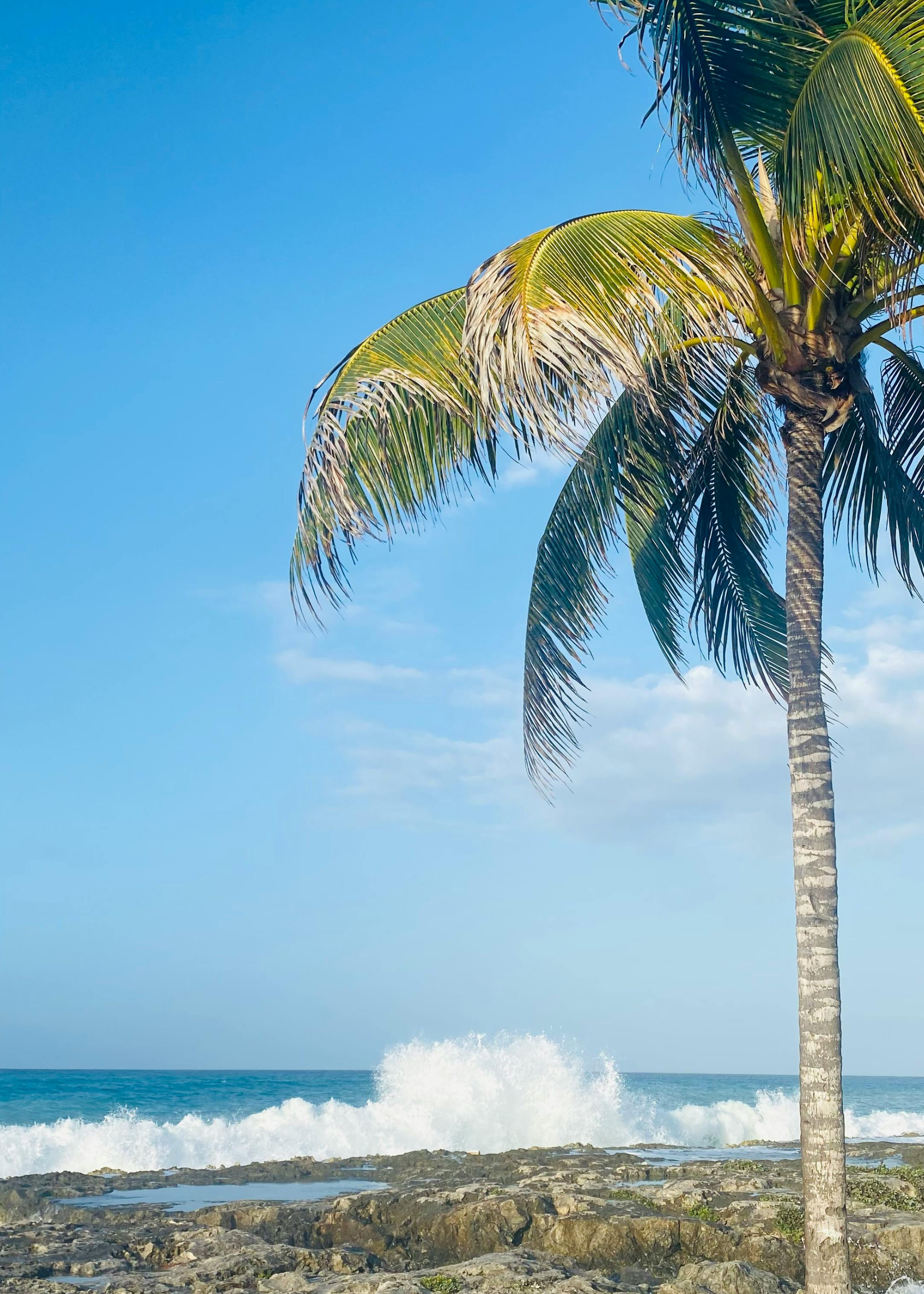 A palm tree next to the ocean, with waves crashing on a rocky shore under a clear blue sky.