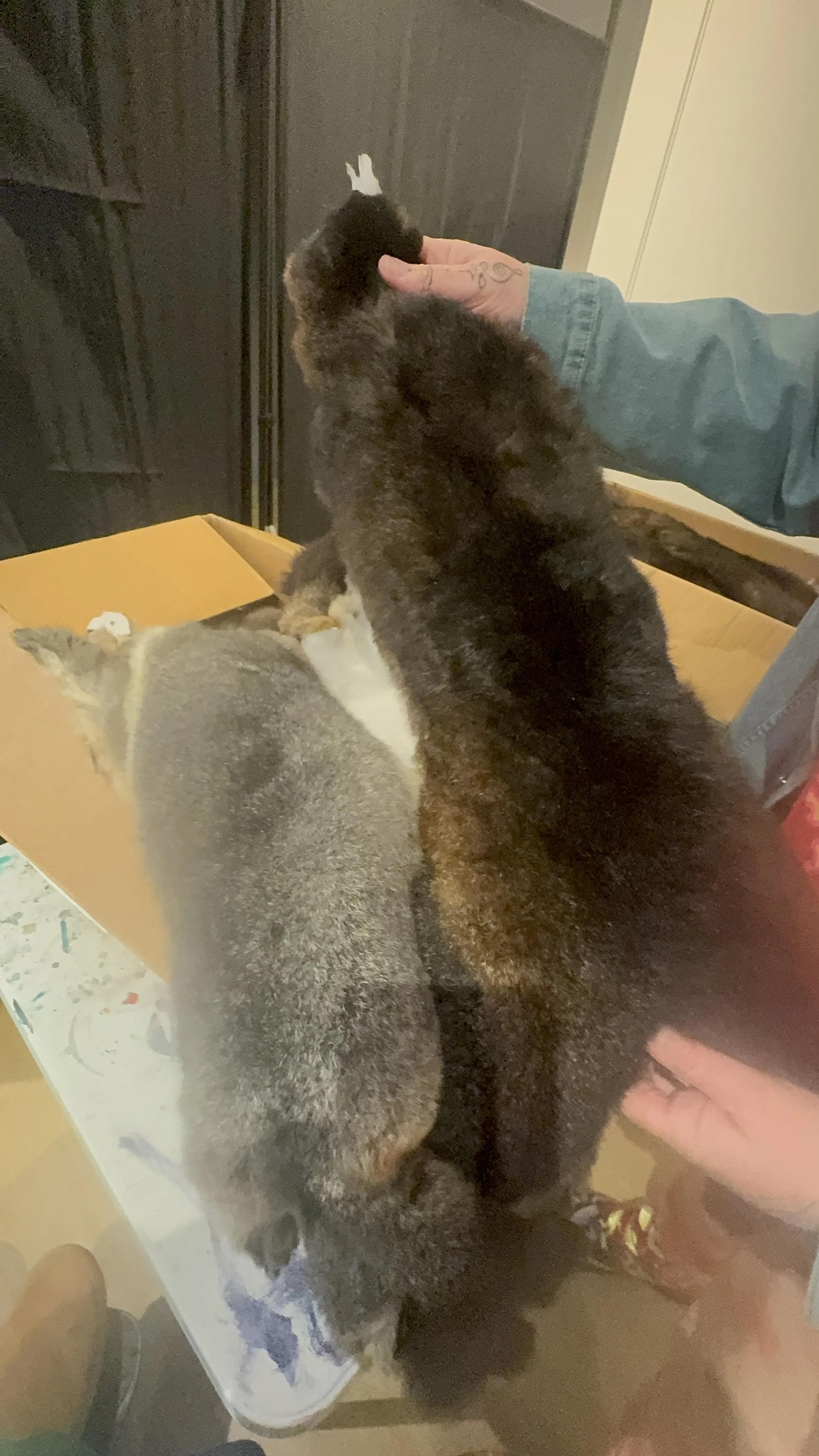 Ethically Sourced New Zealand Possum Skins - BIRRIN BIRRIN