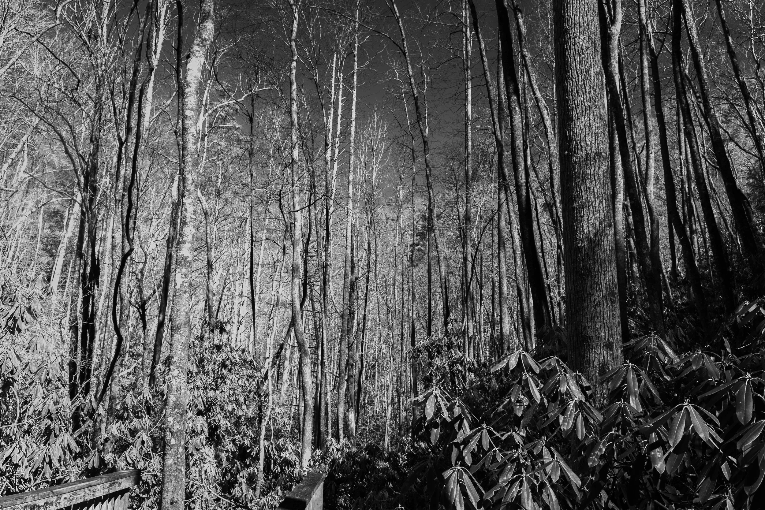 Black and white photo of a dense forest with tall, thin trees and a wooden railing in the foreground.