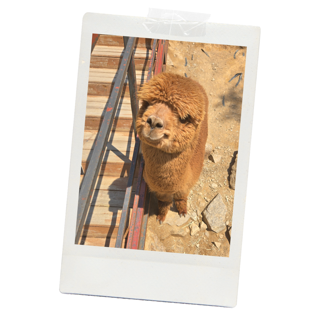 Alpaca, Debra’s favorite animal