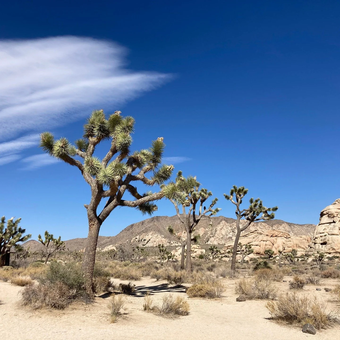 Joshua Tree National Park, California, USA