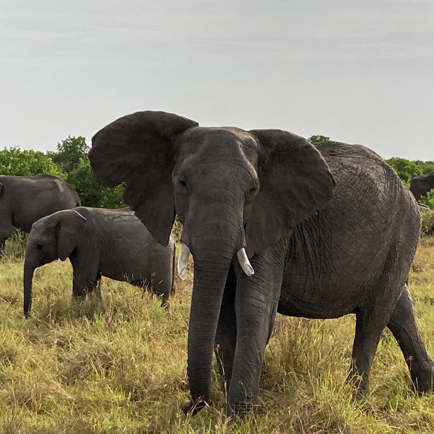 Masai Mara, Kenya