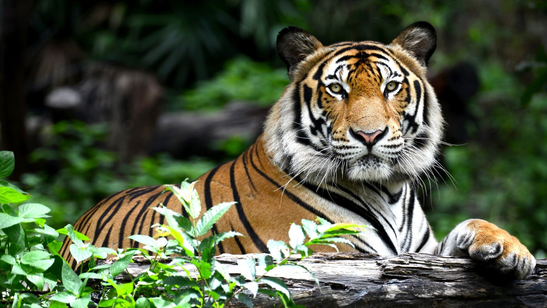 A Bengal tiger resting on a log in a lush green jungle.
