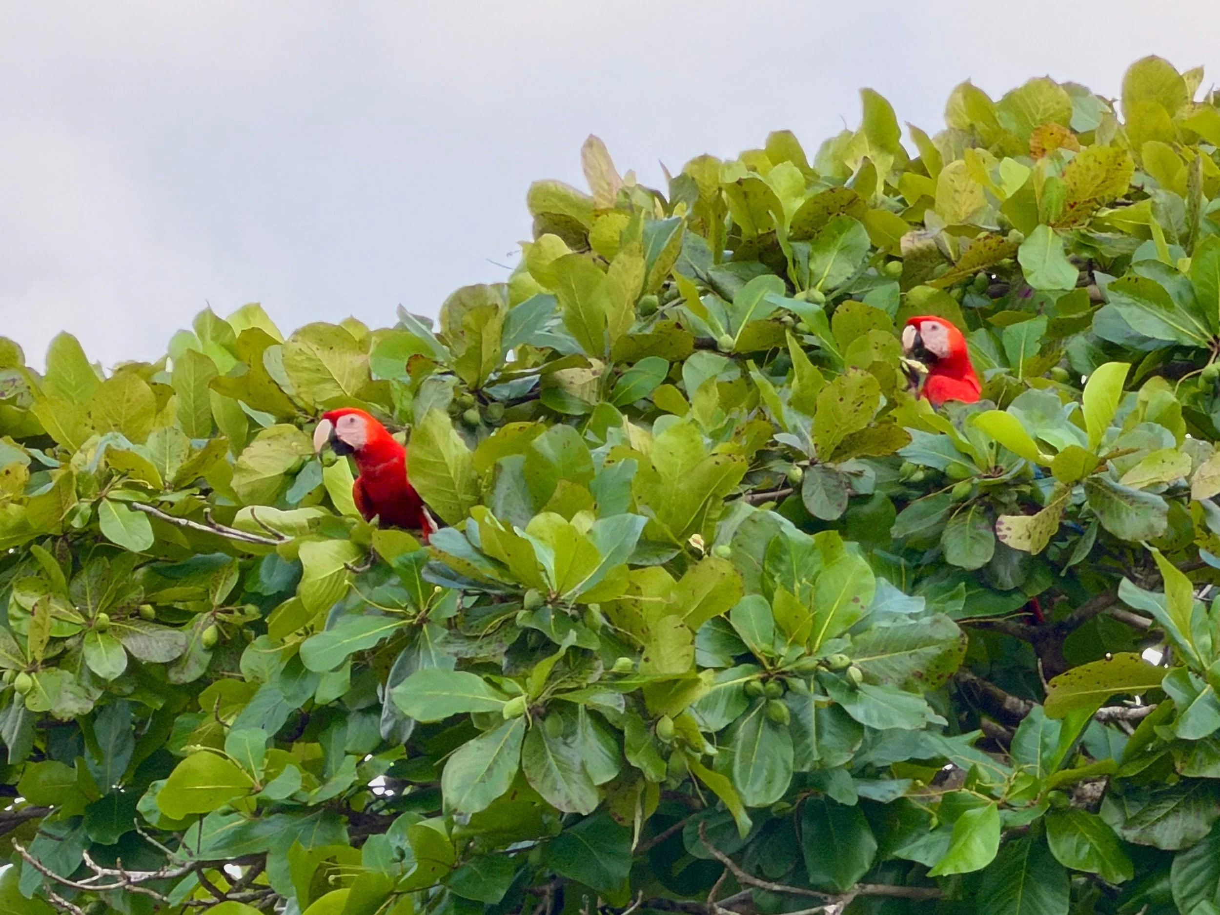 Two scarlet macaws perched on green leafy branches against a cloudy sky in Costa Rica.
