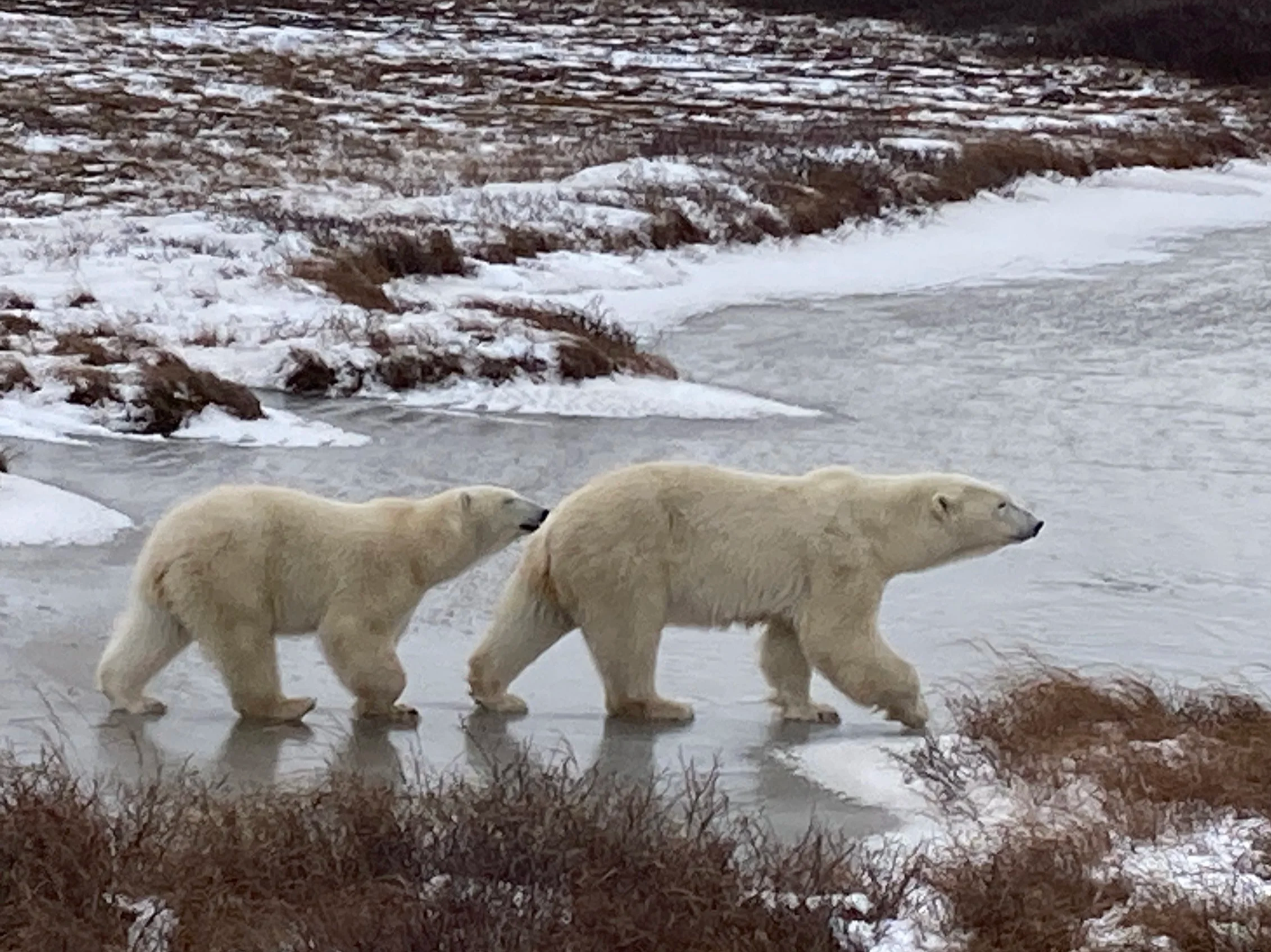 Two polar bears walking on ice near snow-covered terrain in Churchill, Manitoba, Canada.