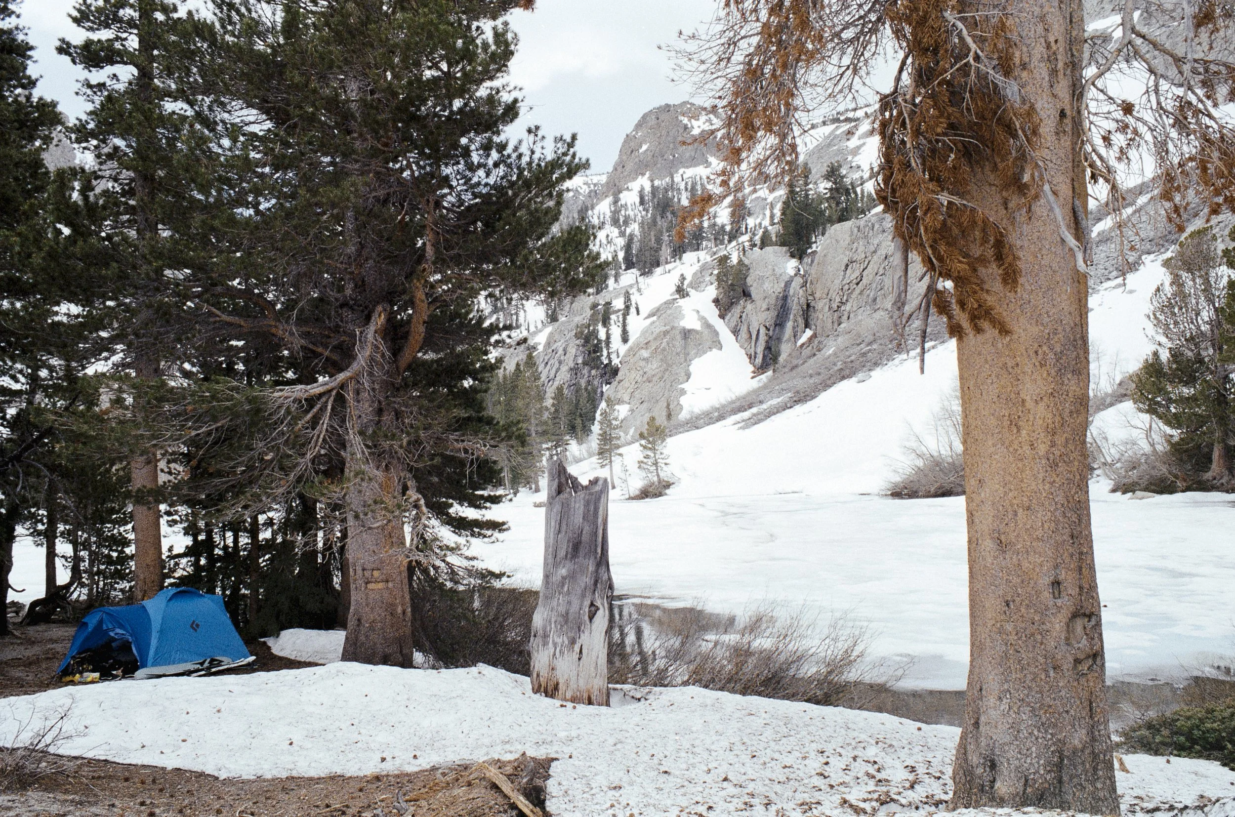 A blue tent set up on snow-covered ground among tall pine trees in a mountain landscape with rocky, snow-covered slopes and a cloudy sky.