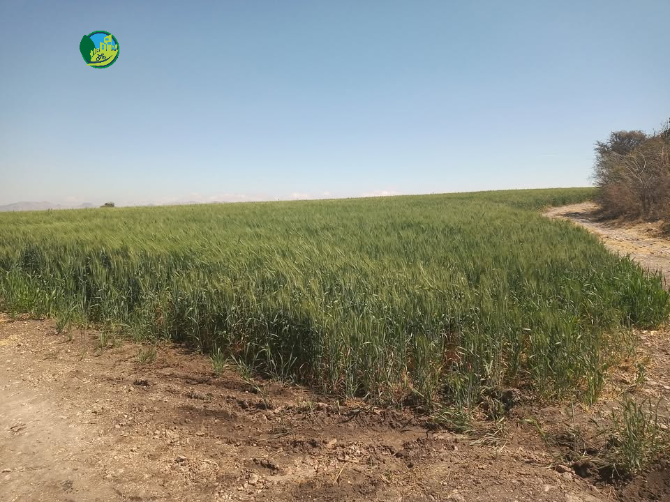 Campo con cultivo de trigo en un día soleado con cielo despejado, en un área rural con caminos de tierra y algunos árboles laterales.