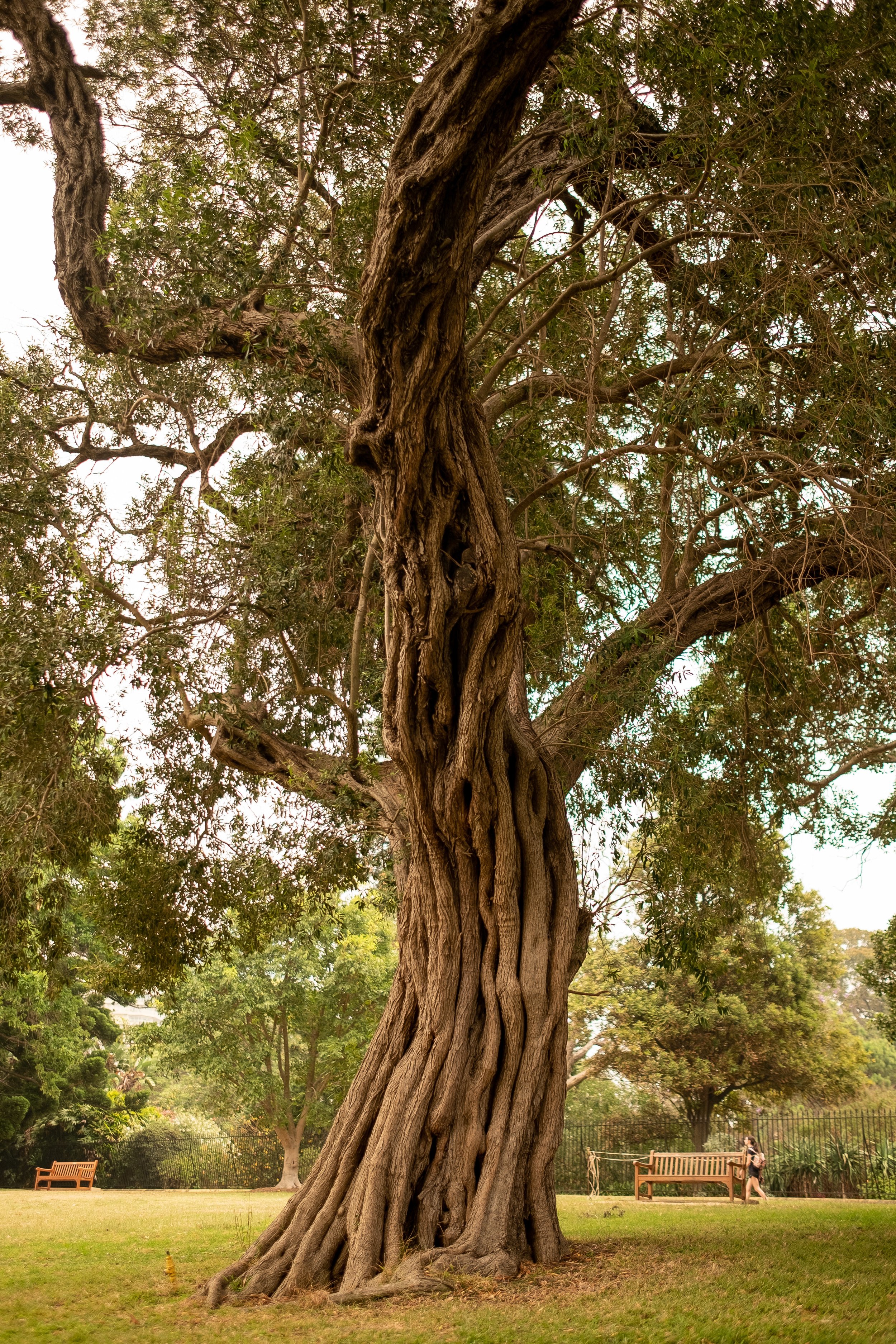 Un árbol grande y viejo en un parque, con ramas retorcidas y follaje denso, cercado por una cerca metálica, con bancos de madera y personas caminando en el fondo.