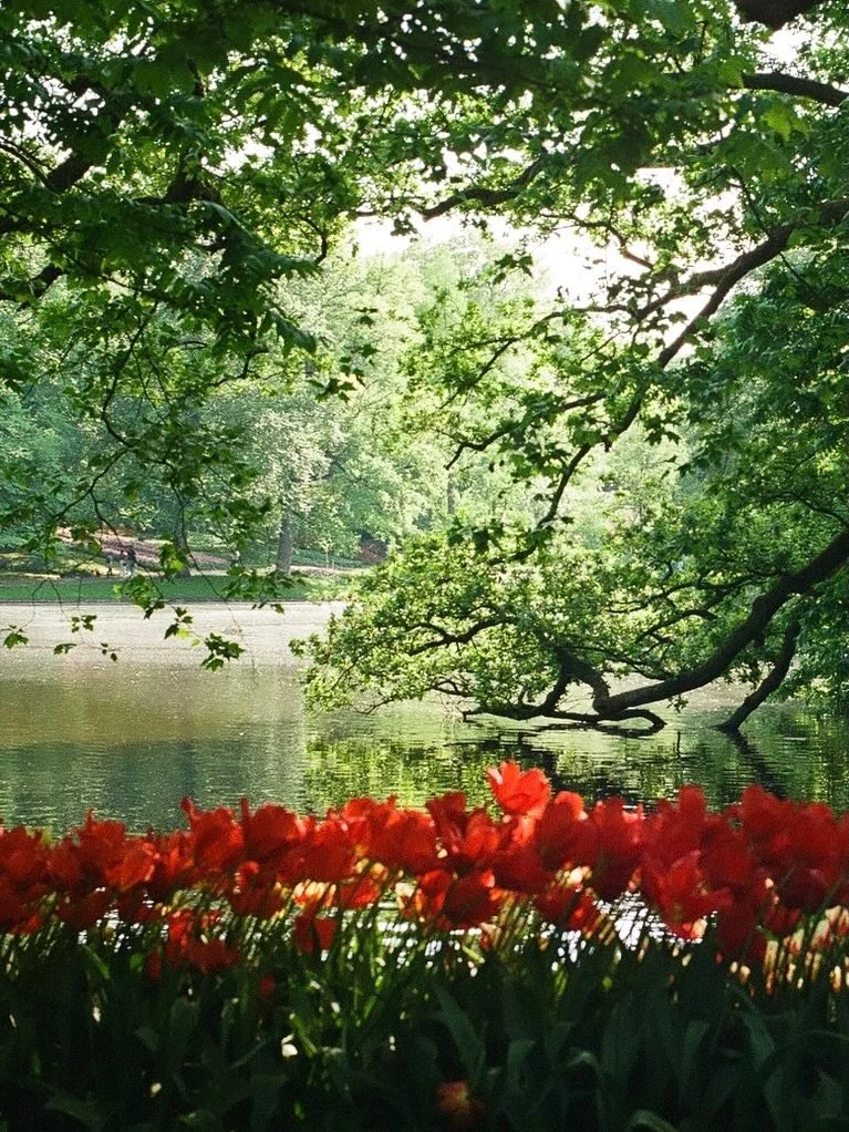 Keukenhof on film 🌷

We had the privilege of visiting Keukenhof a few years ago on the last day it was open, and even at the end of their short lives, the flowers were so beautiful. Before this trip, I honestly wasn&rsquo;t the biggest fan of tulips
