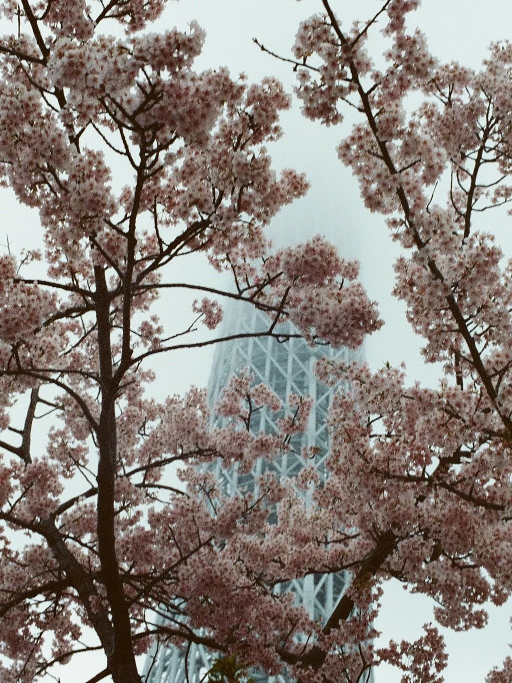 One day I hope to visit Japan during peak bloom of Sakura season, but I&rsquo;m extremely grateful I was able to see the early blooming cherry blossoms in Tokyo a couple of years ago 🌸

📍Ueno Park &amp; Tokyo SkyTree, Tokyo, Japan
&bull;
&bull;
&bu