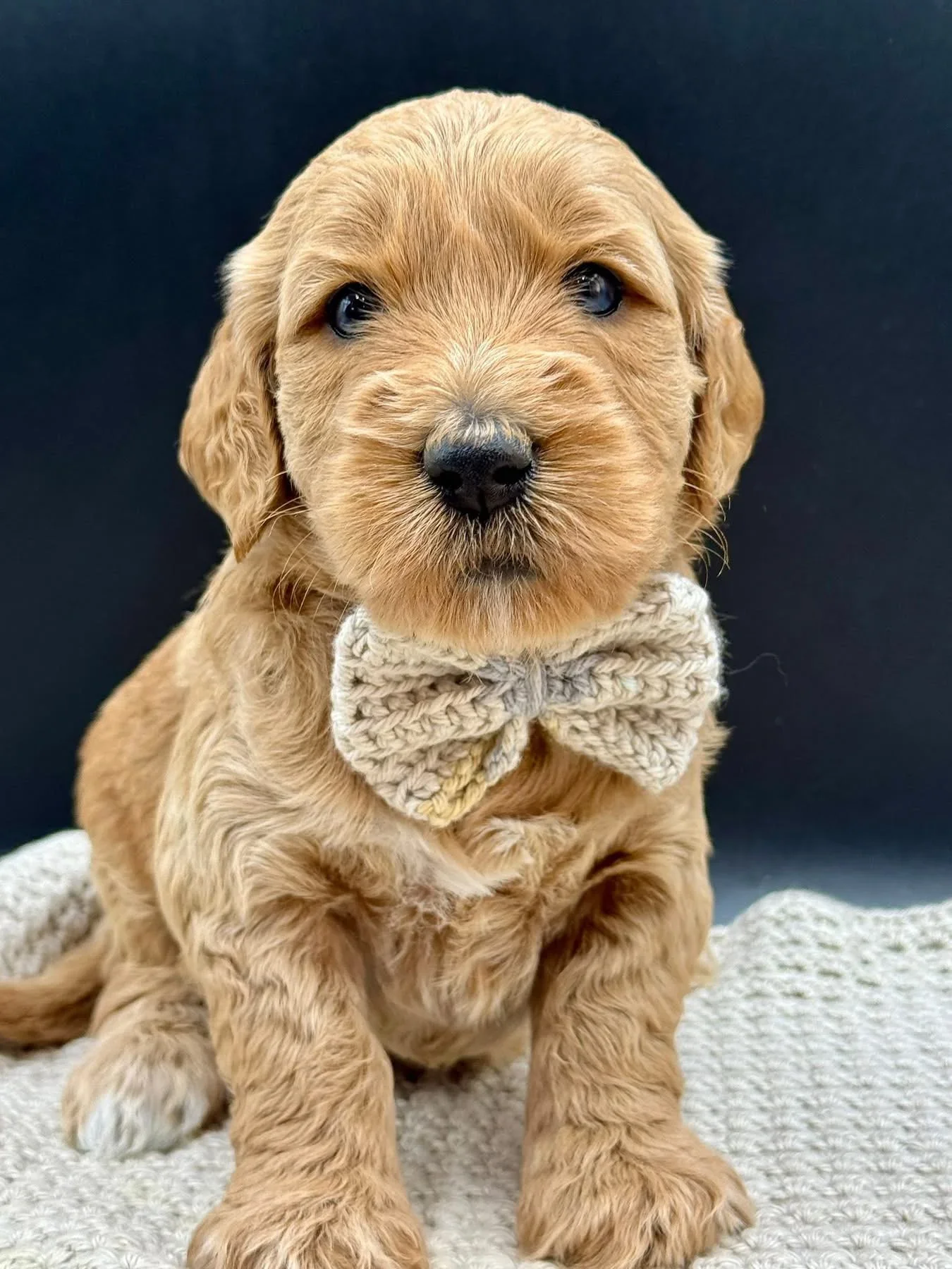 Cute groodle puppy with a beige knitted bow tie sitting on a soft light gray blanket.
