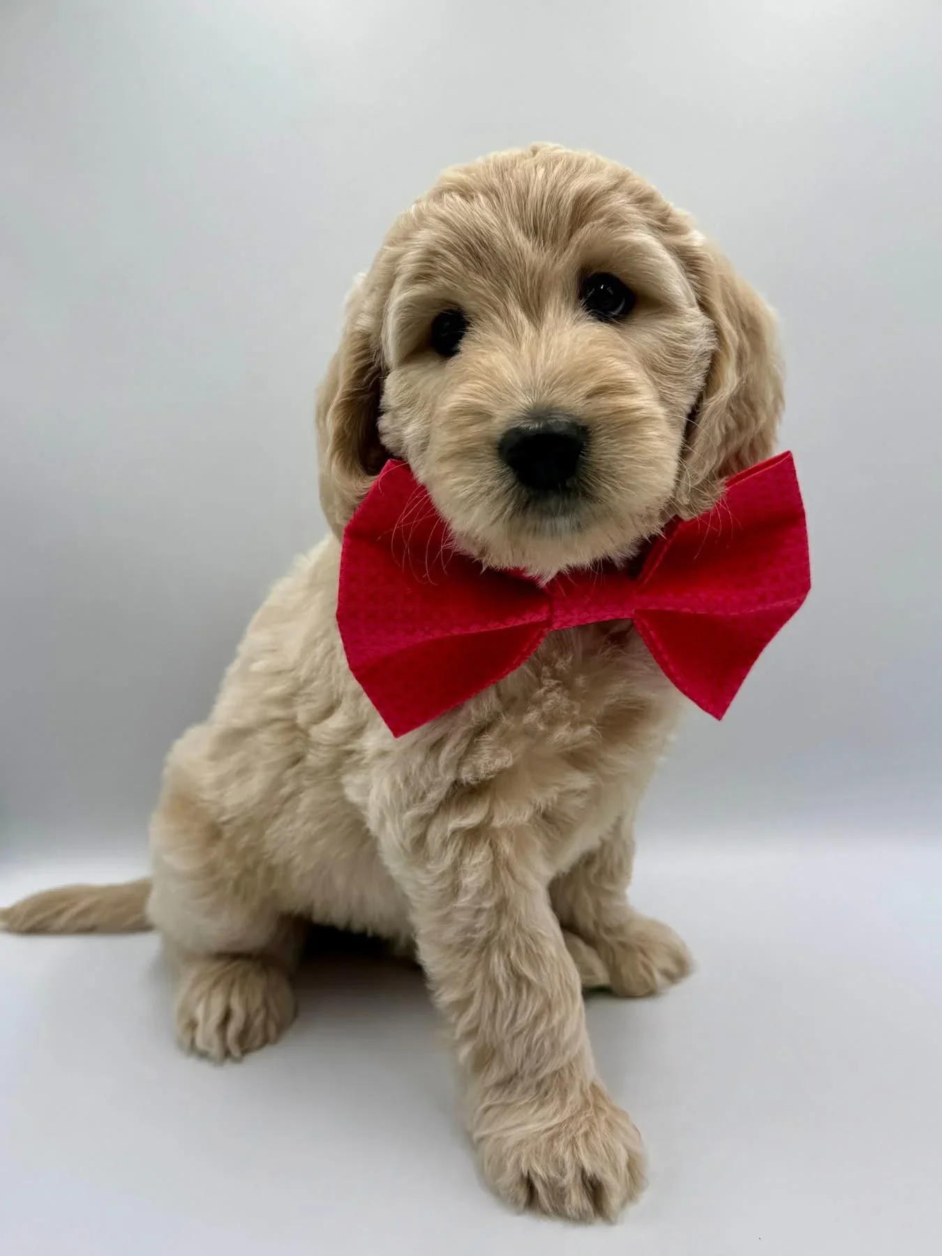 Adorable groodle puppy with a red bow tie.