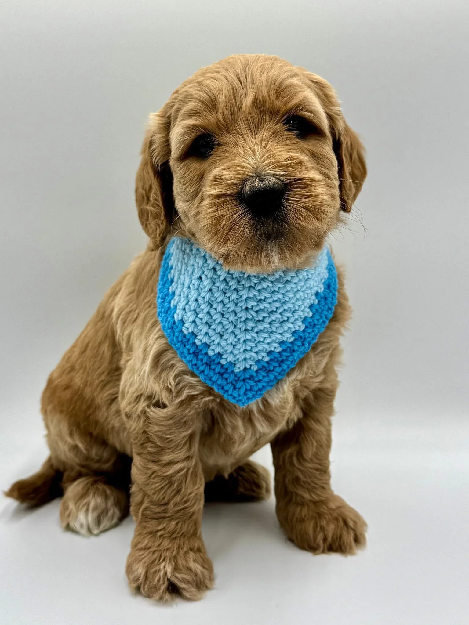 A cute groodle puppy wearing a blue knitted bandana.