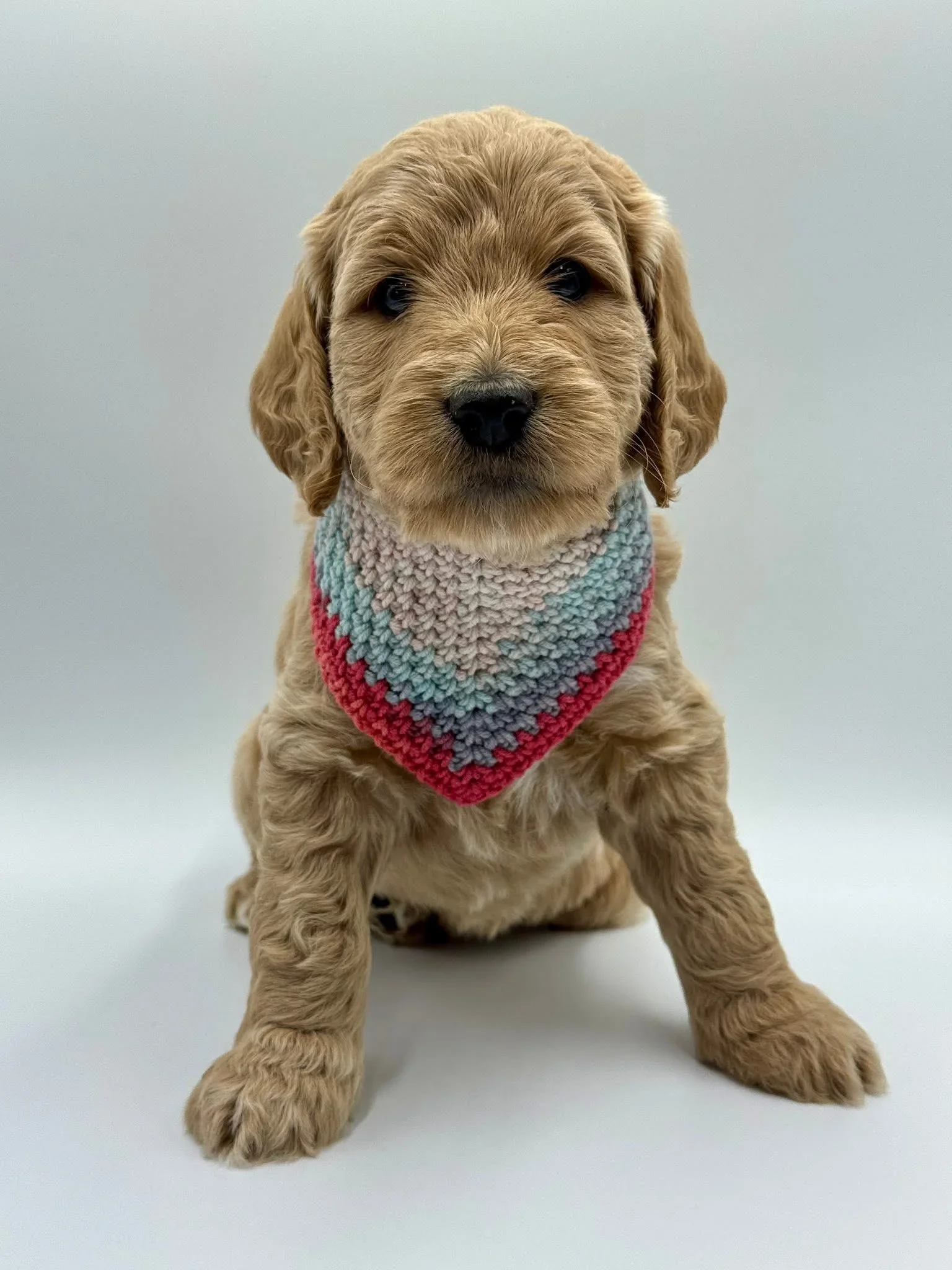 A cute groodle puppy with curly fur, wearing a multicolored knitted bandana around its neck.