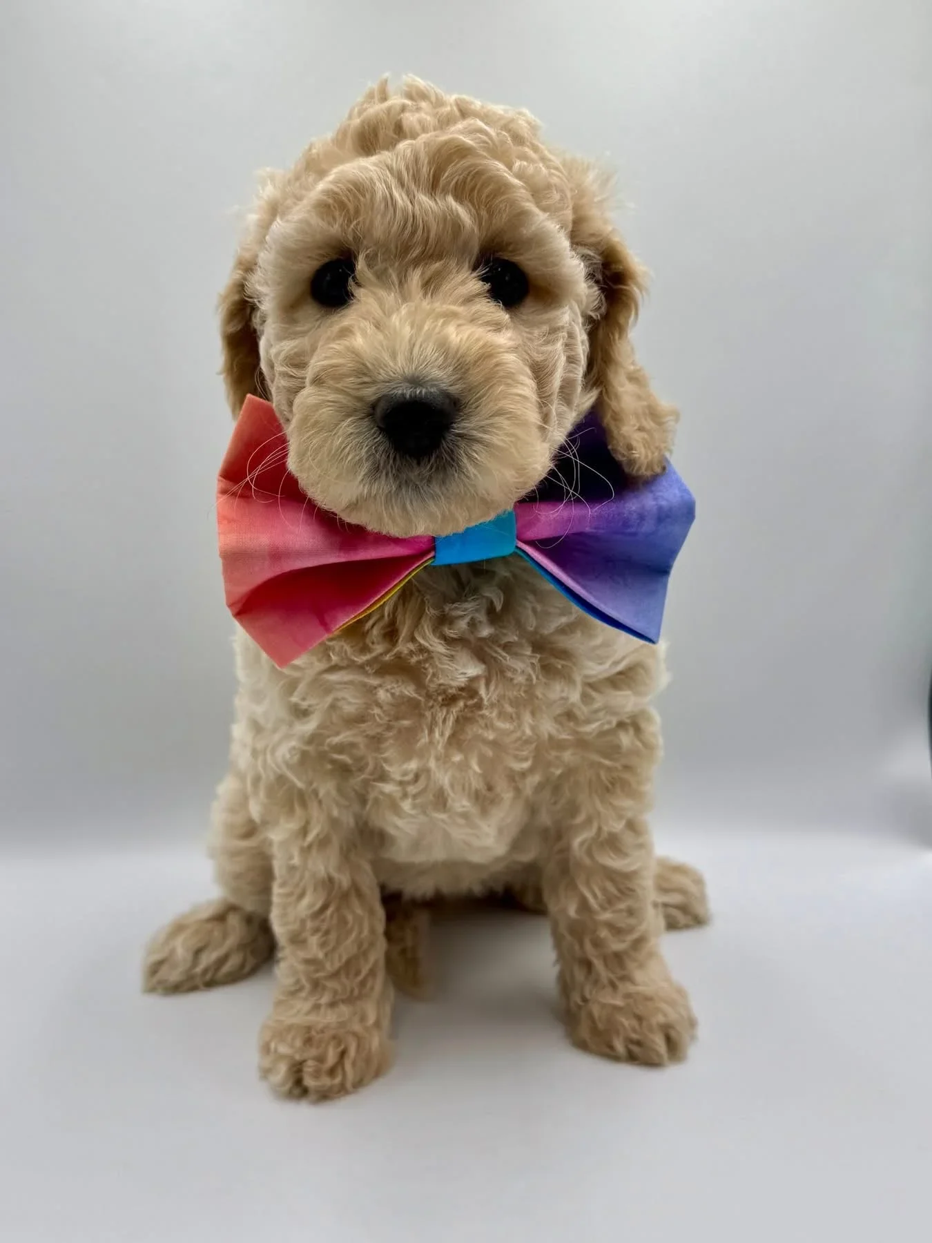 A cute beige curly-haired puppy wearing a colorful bow tie standing on a white background.
