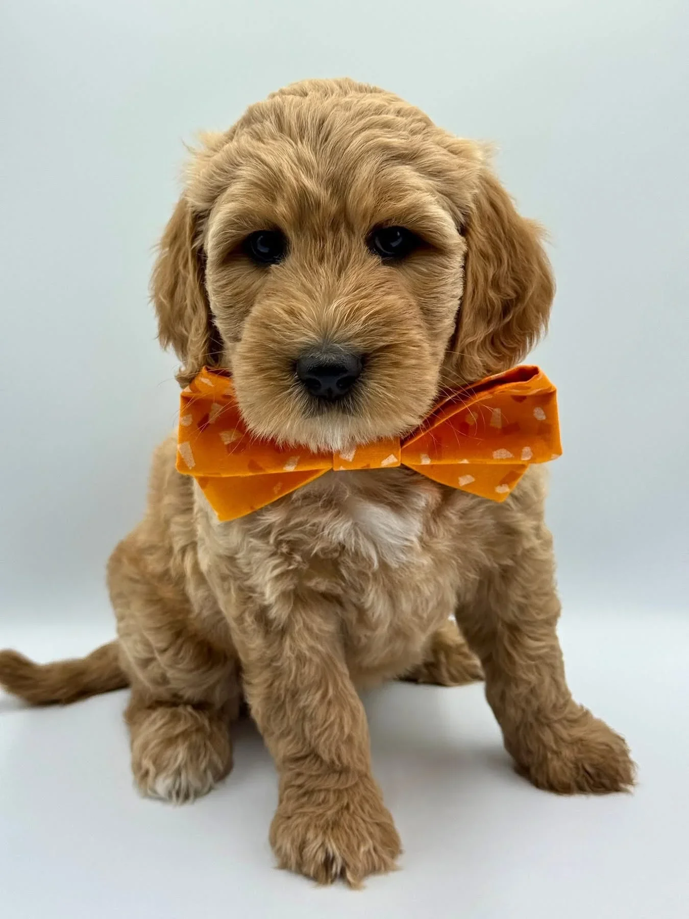 A cute groodle puppy with curly fur, wearing an orange bow tie with white polka dots.