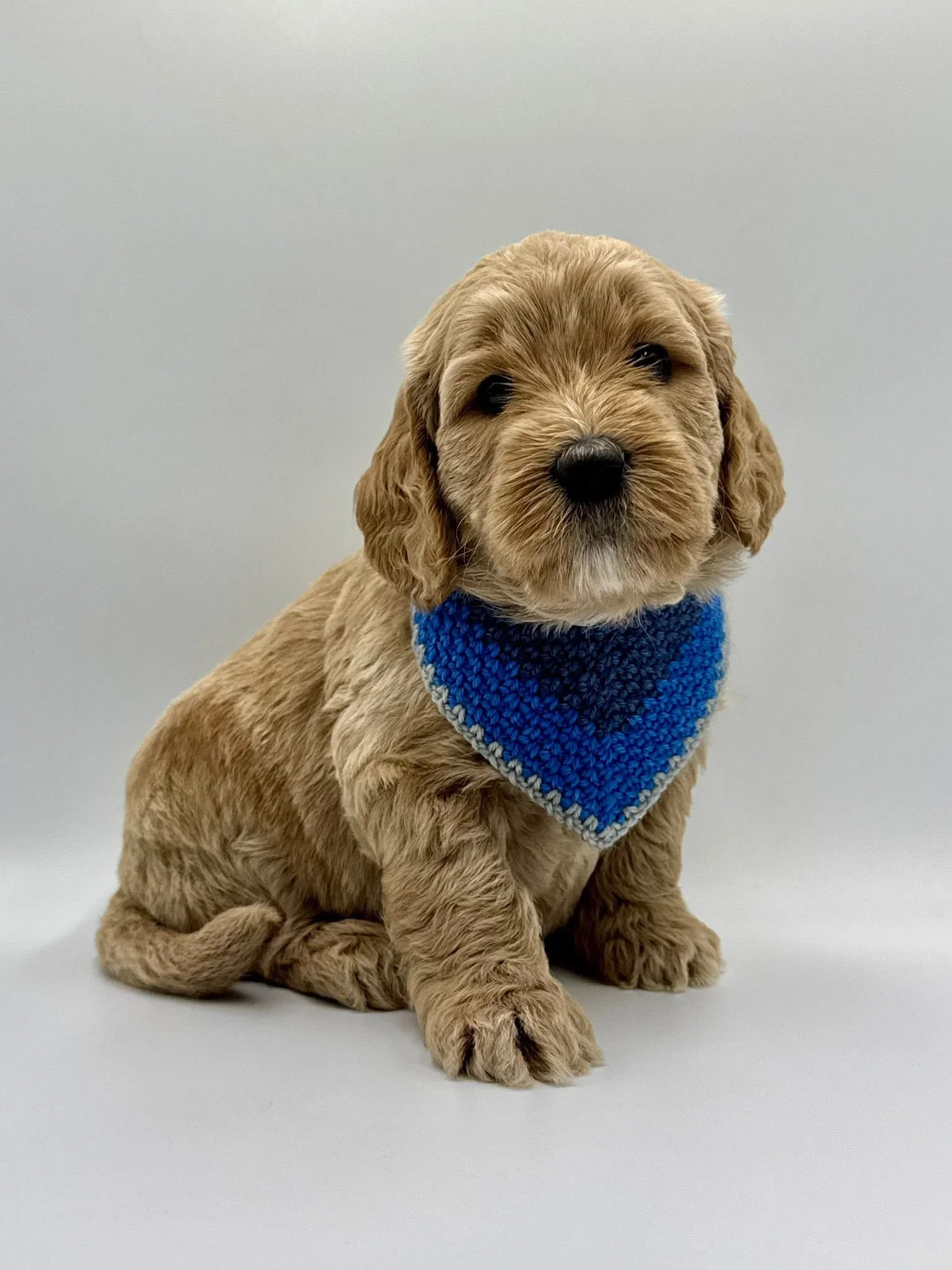 A cute groodle puppy with light brown, curly fur, wearing a blue knitted bandana around its neck.