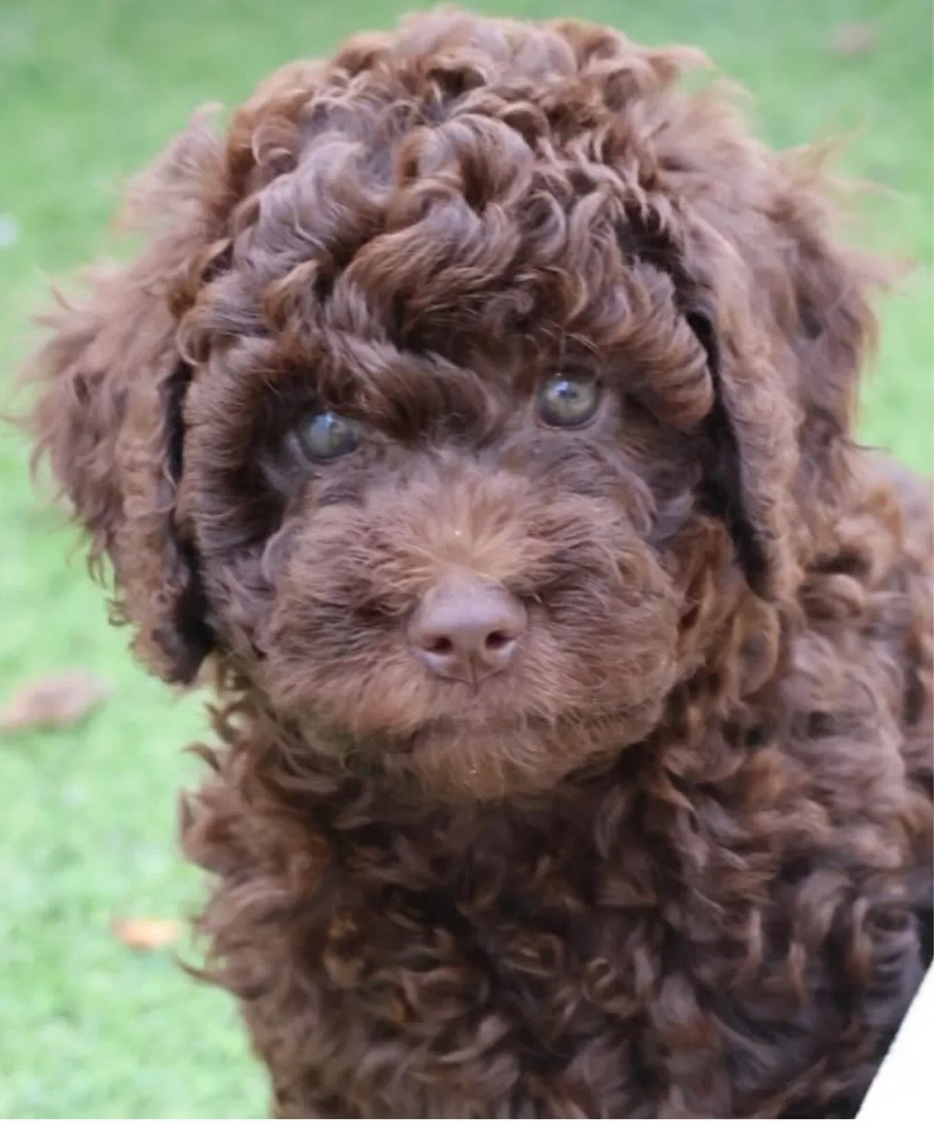 A close-up photo of a brown curly-haired groodle puppy with blue eyes