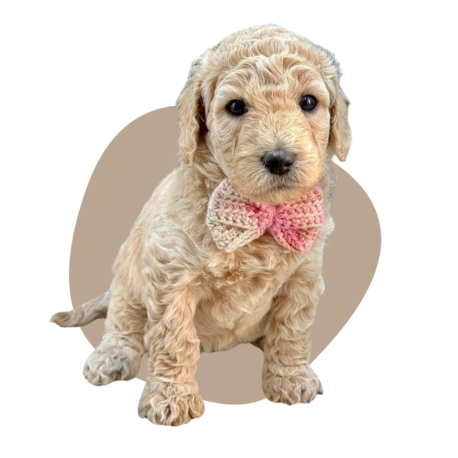 Adorable groodle with curly, light-colored fur wearing a knitted pink and beige bow tie